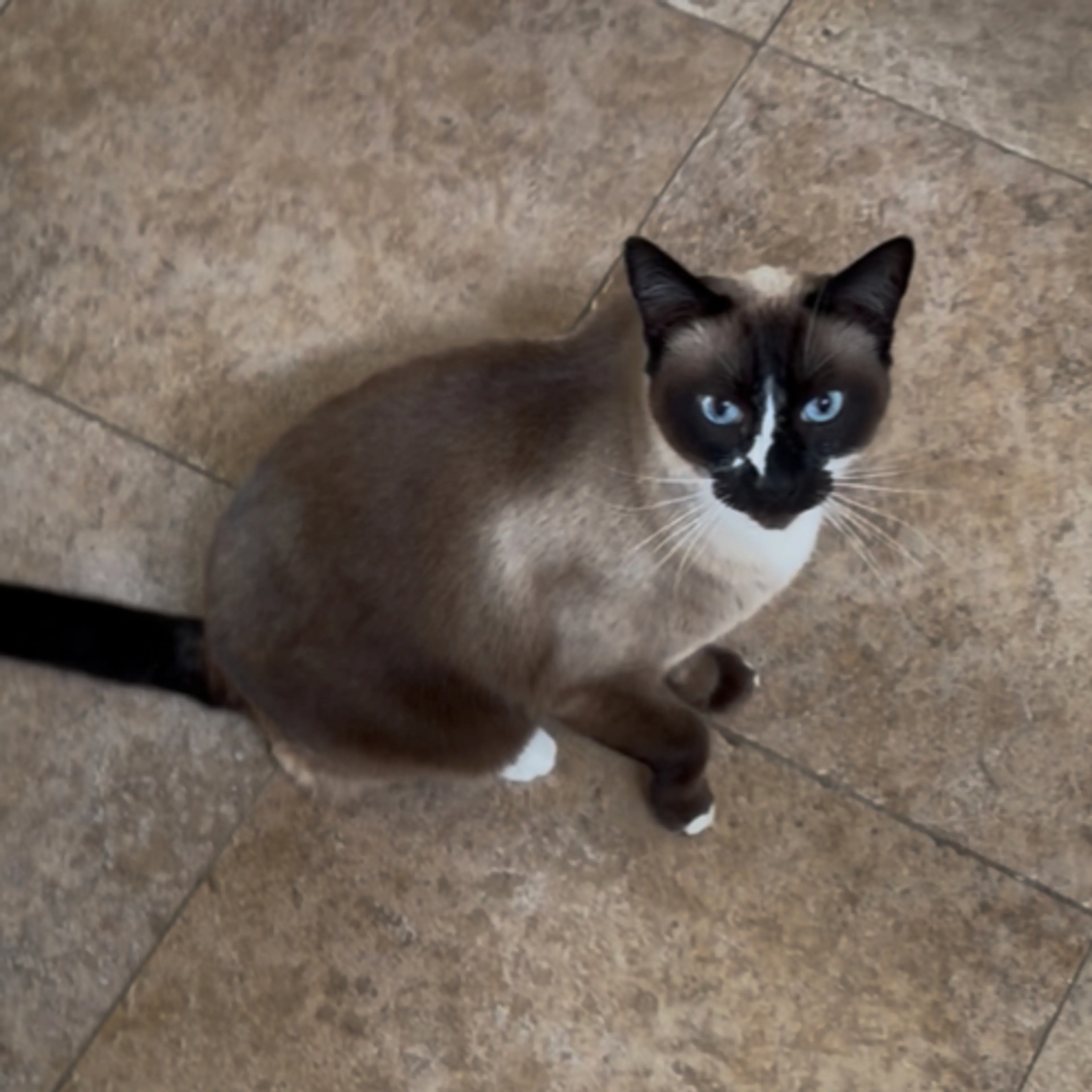 Lost pet-3