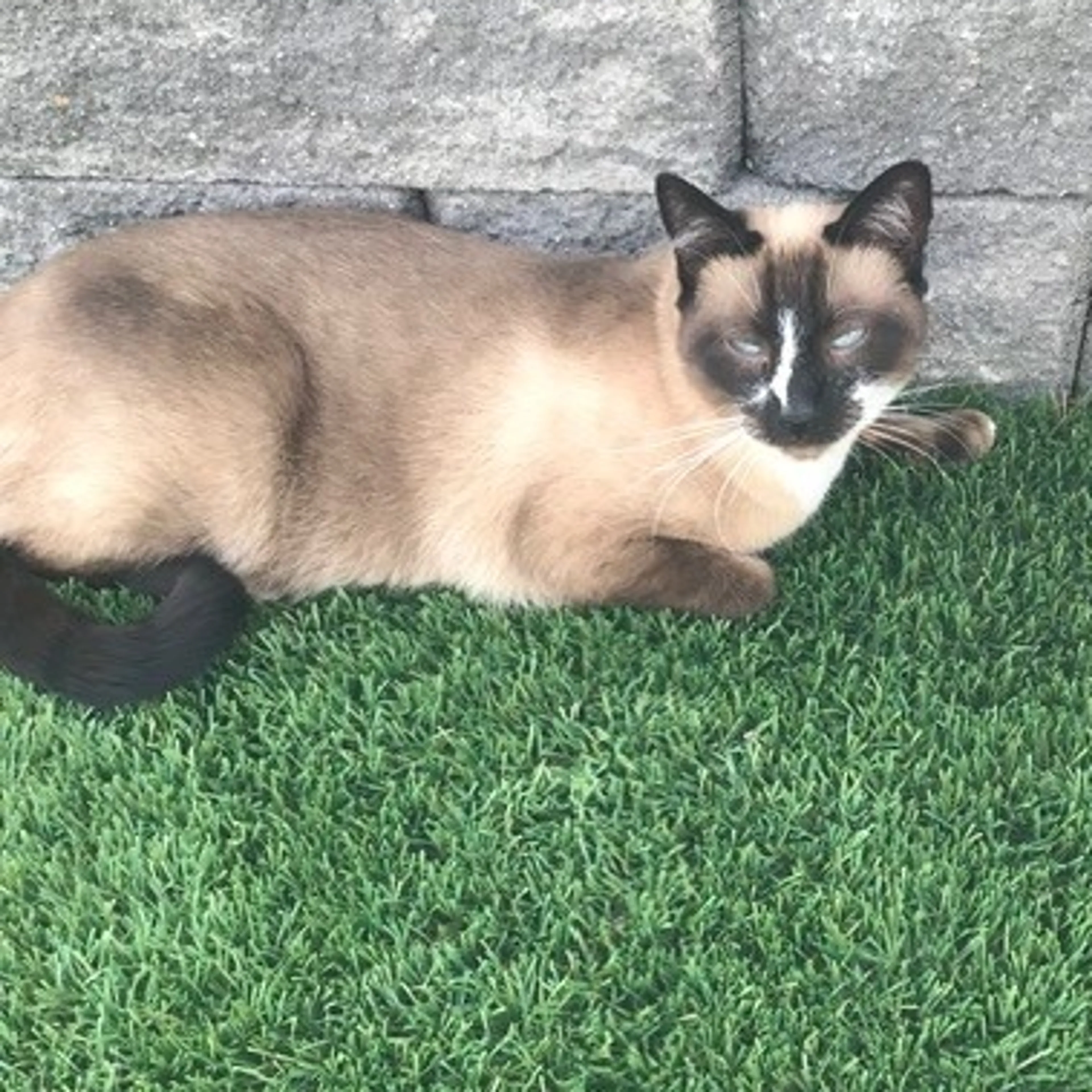 Lost pet-1