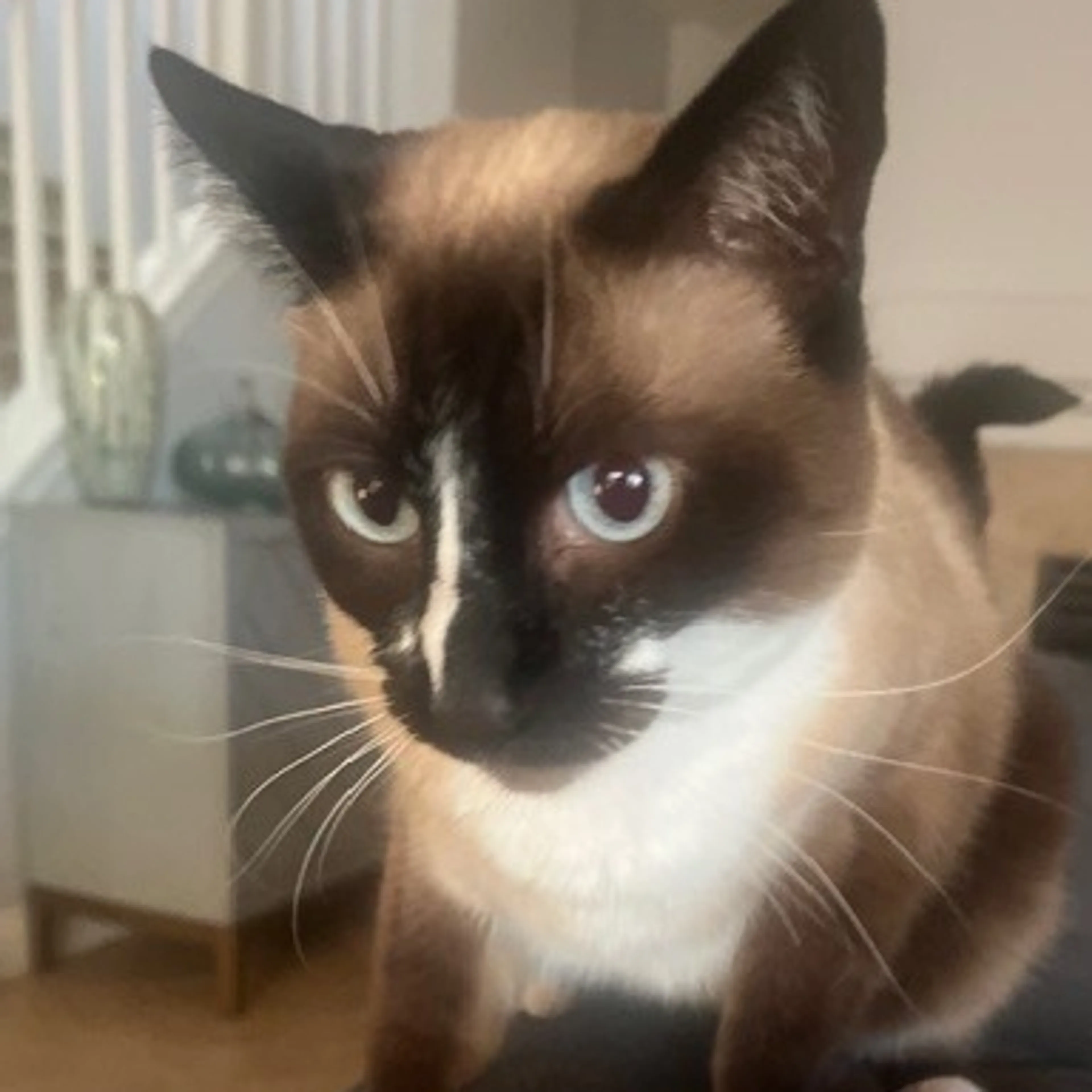 Lost pet-2