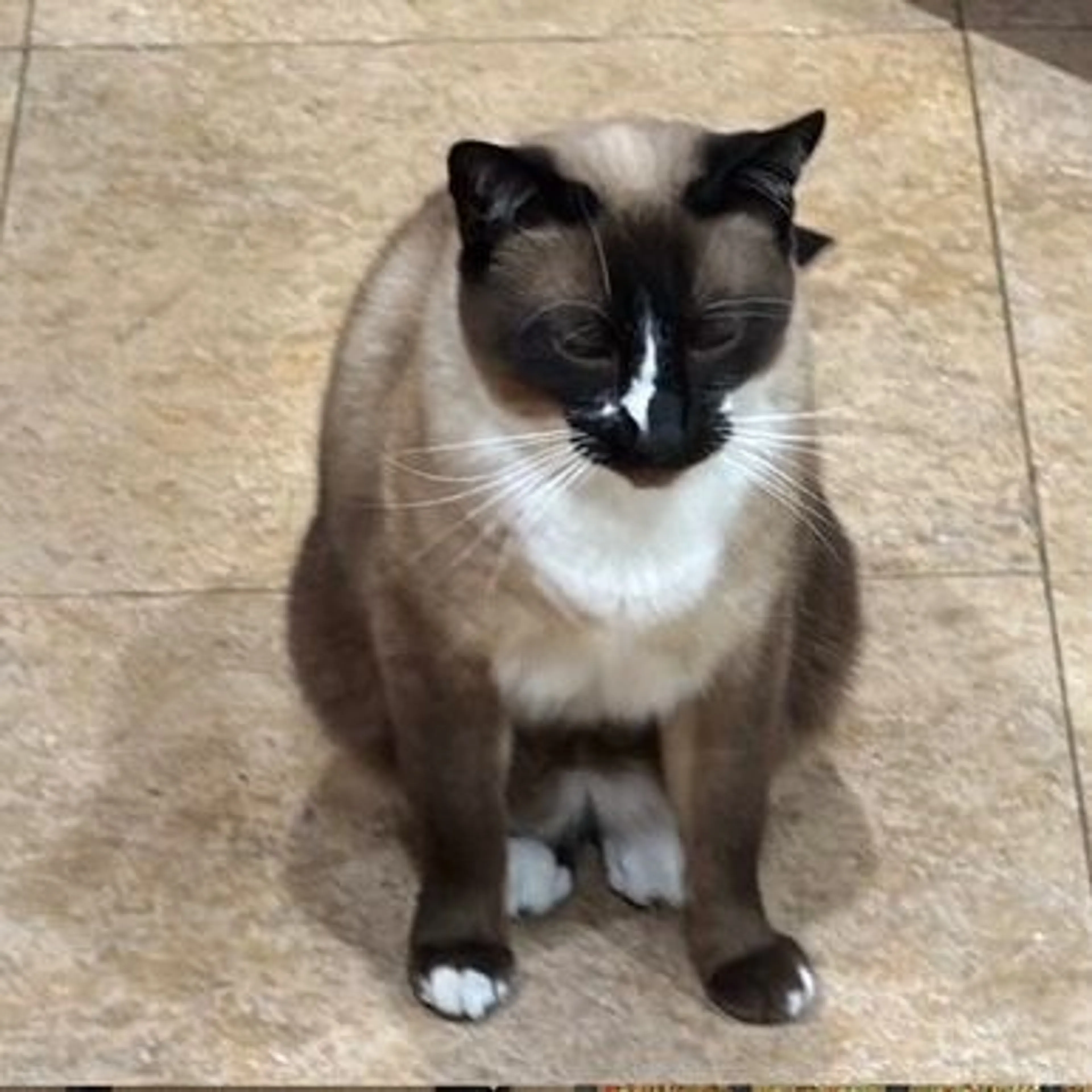 Lost pet-0