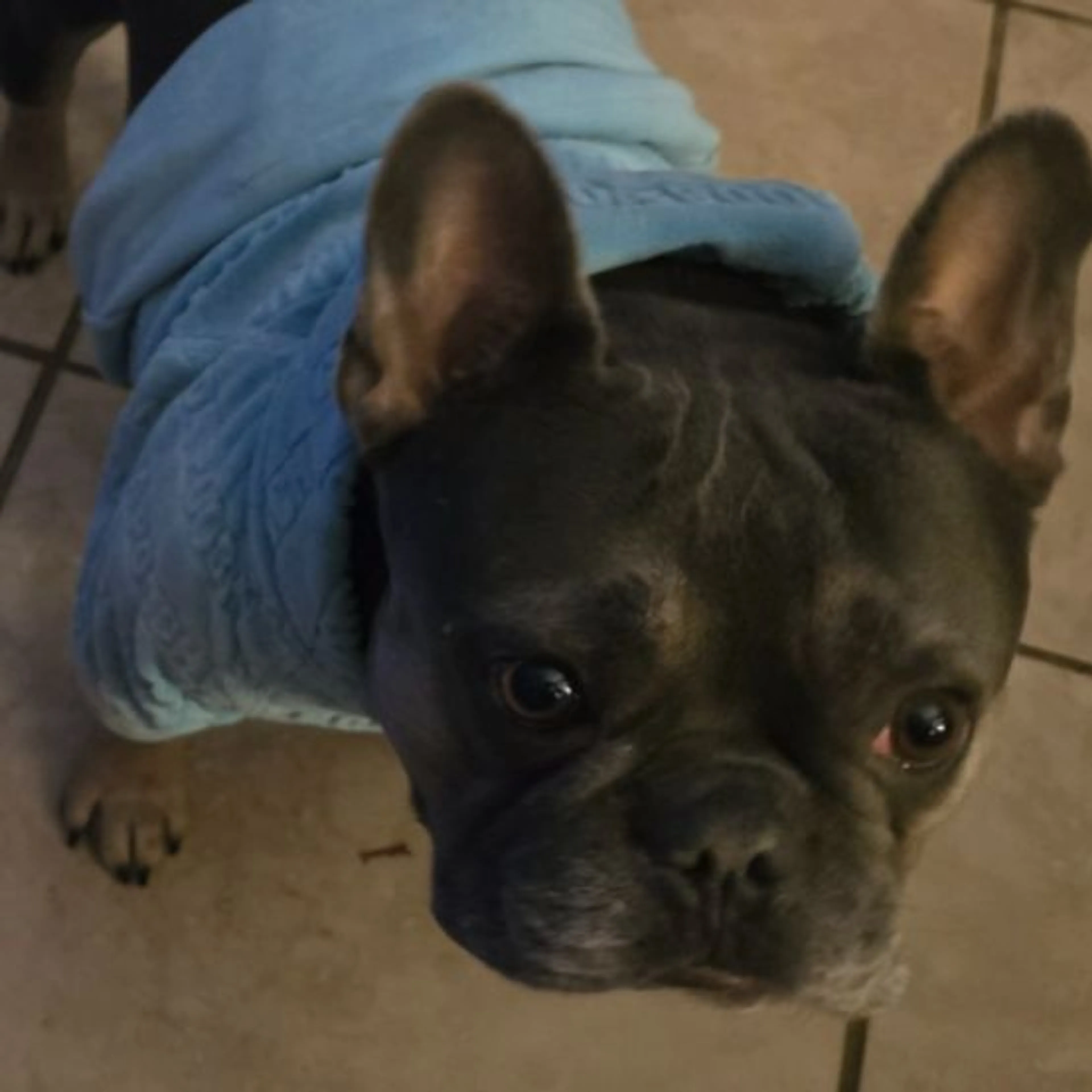 Lost pet