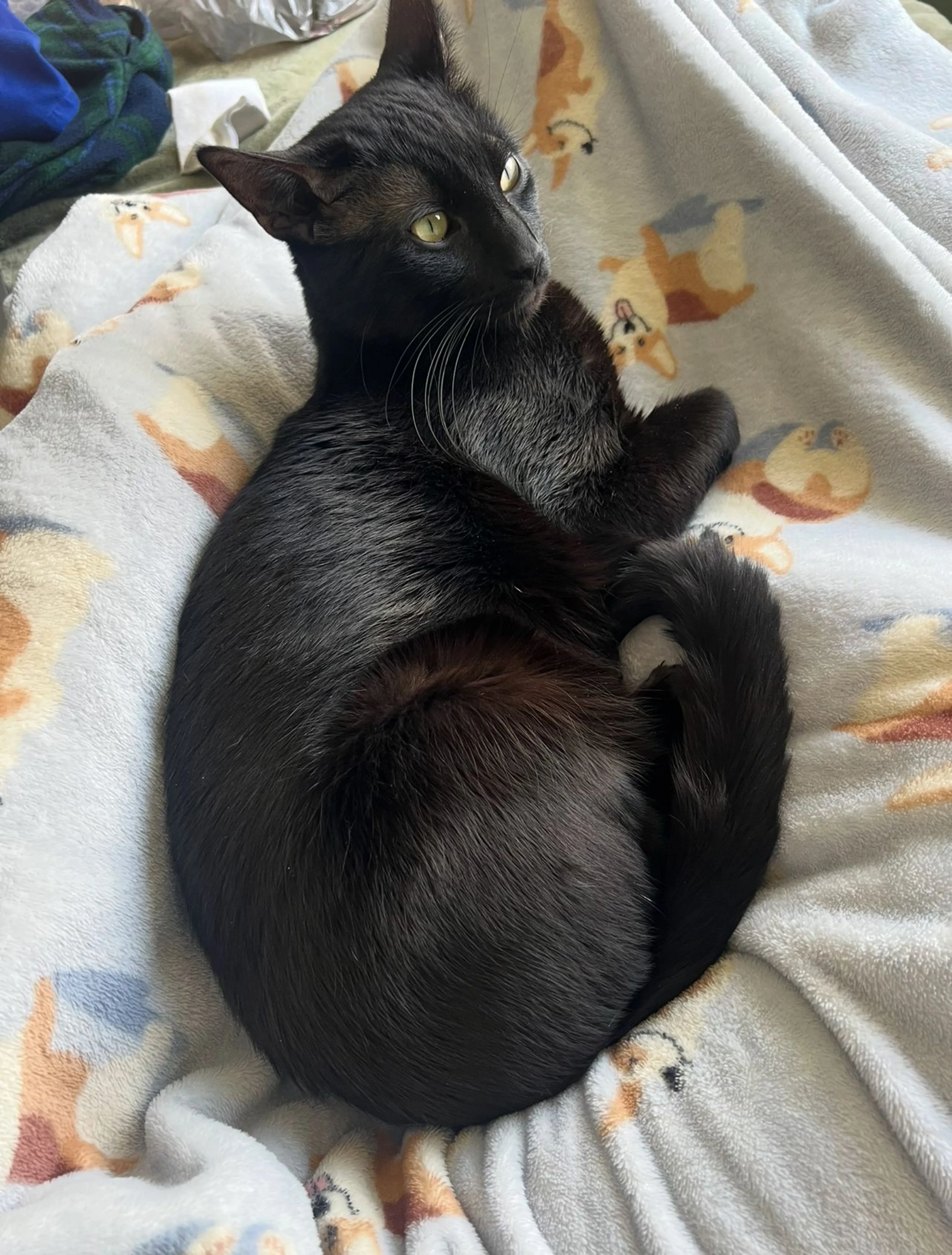 Lost pet-0