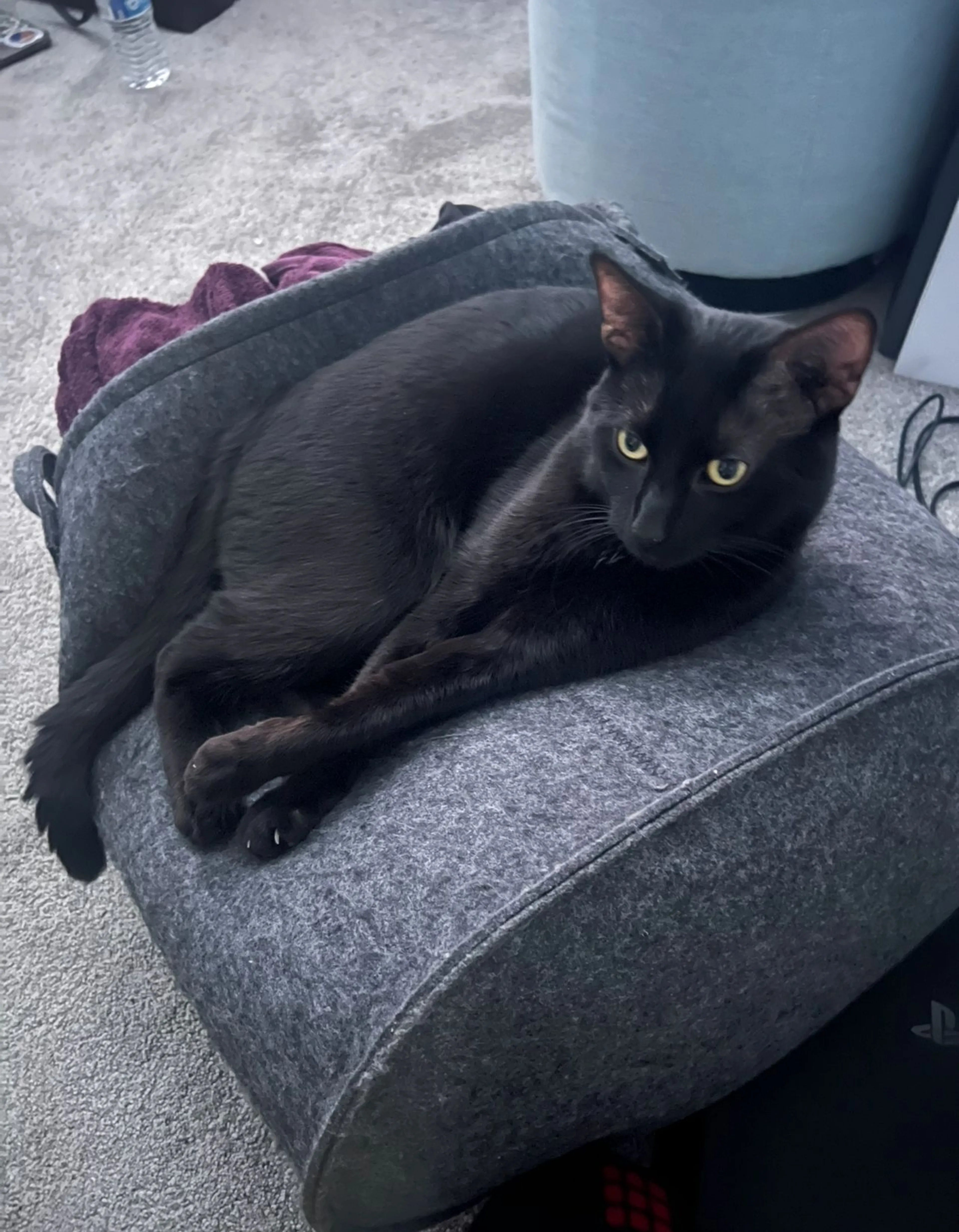 Lost pet-1