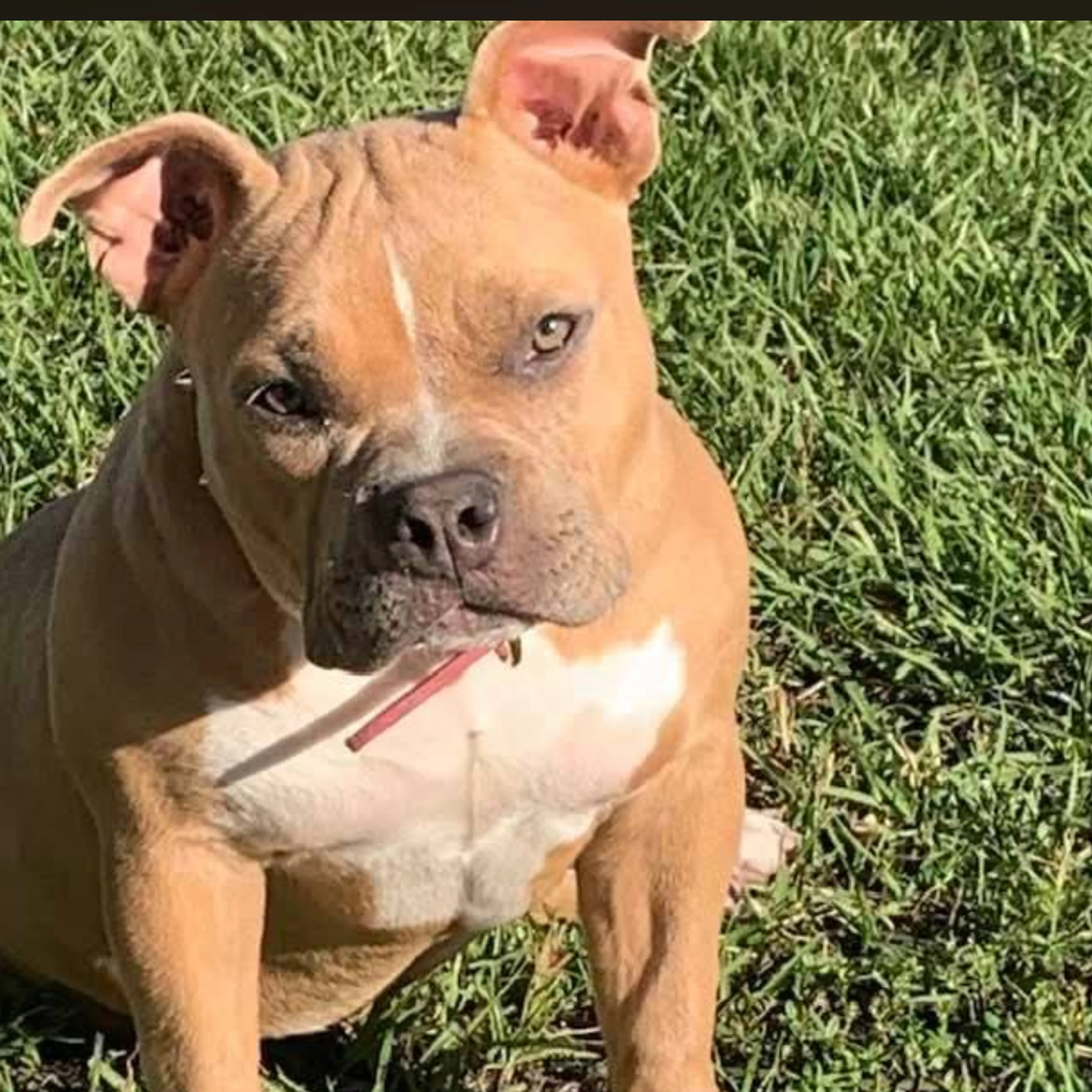 Lost pet-1