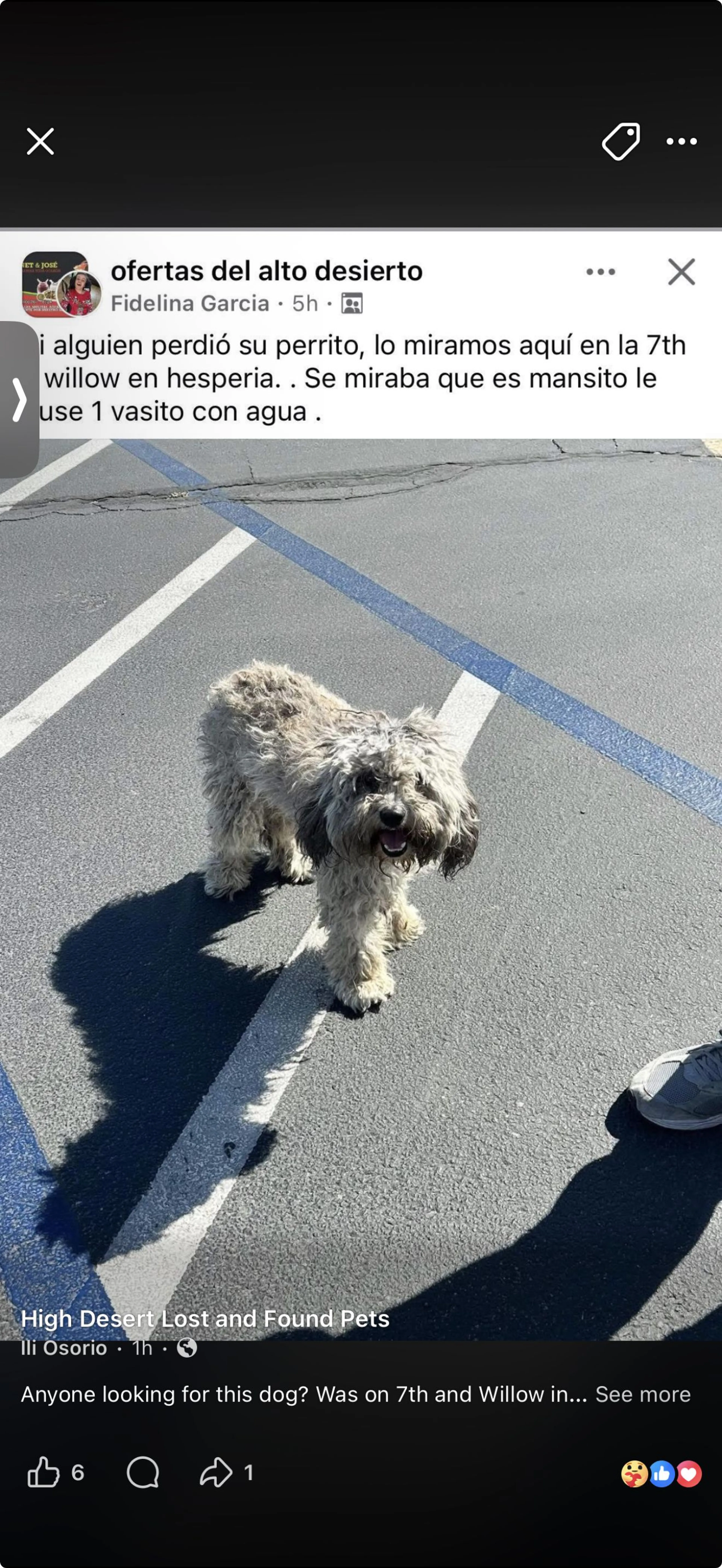Lost pet