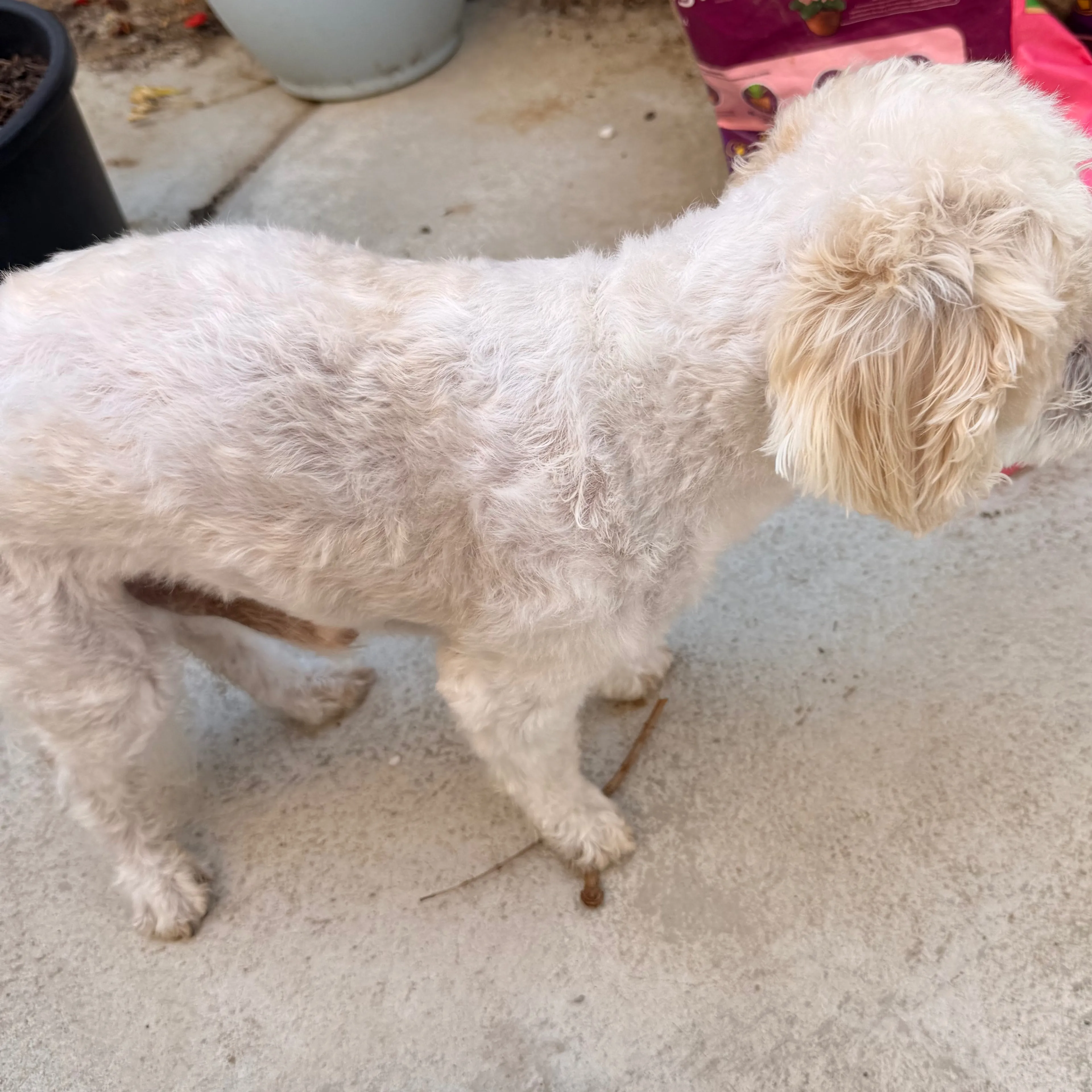 Found pet-1