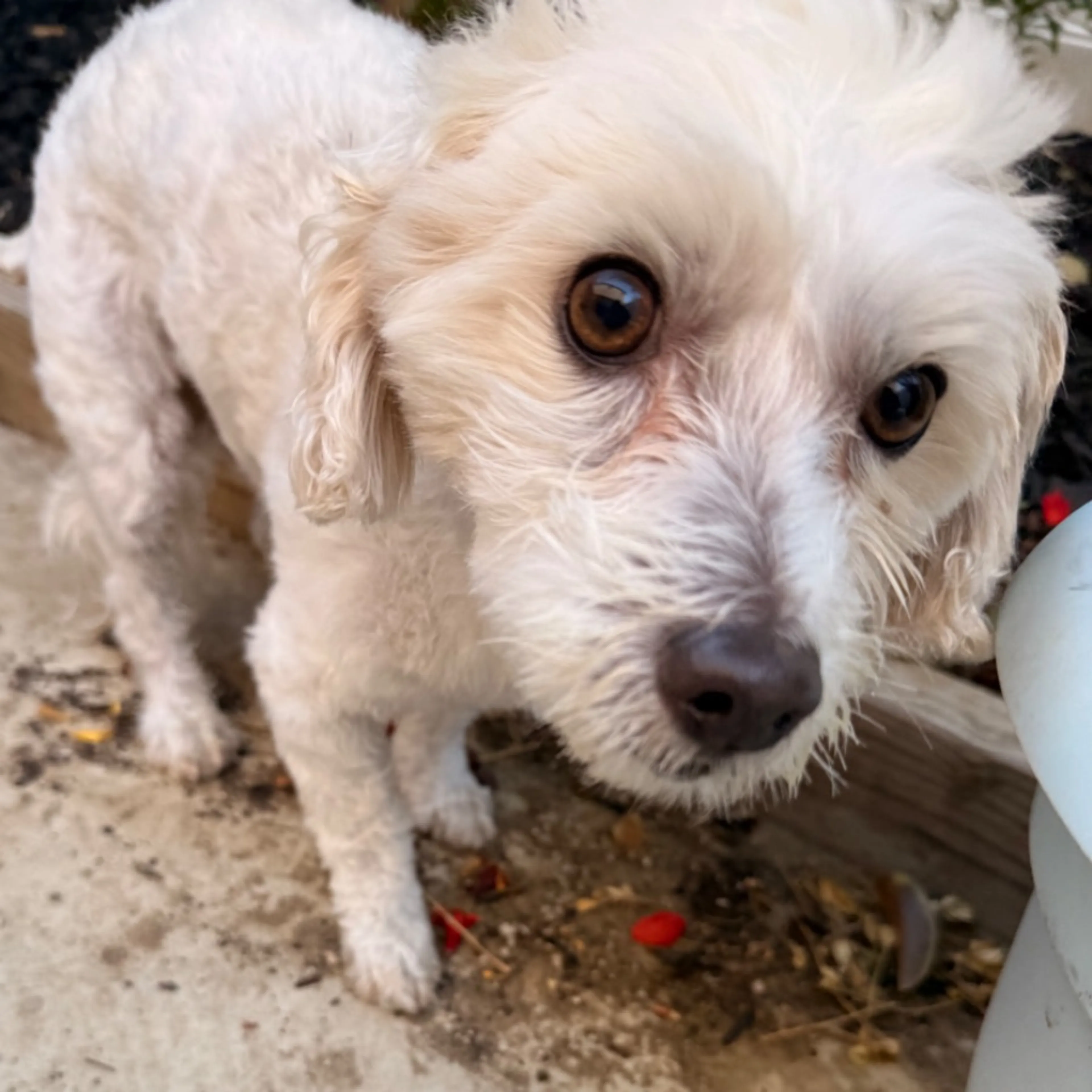 Found pet-0