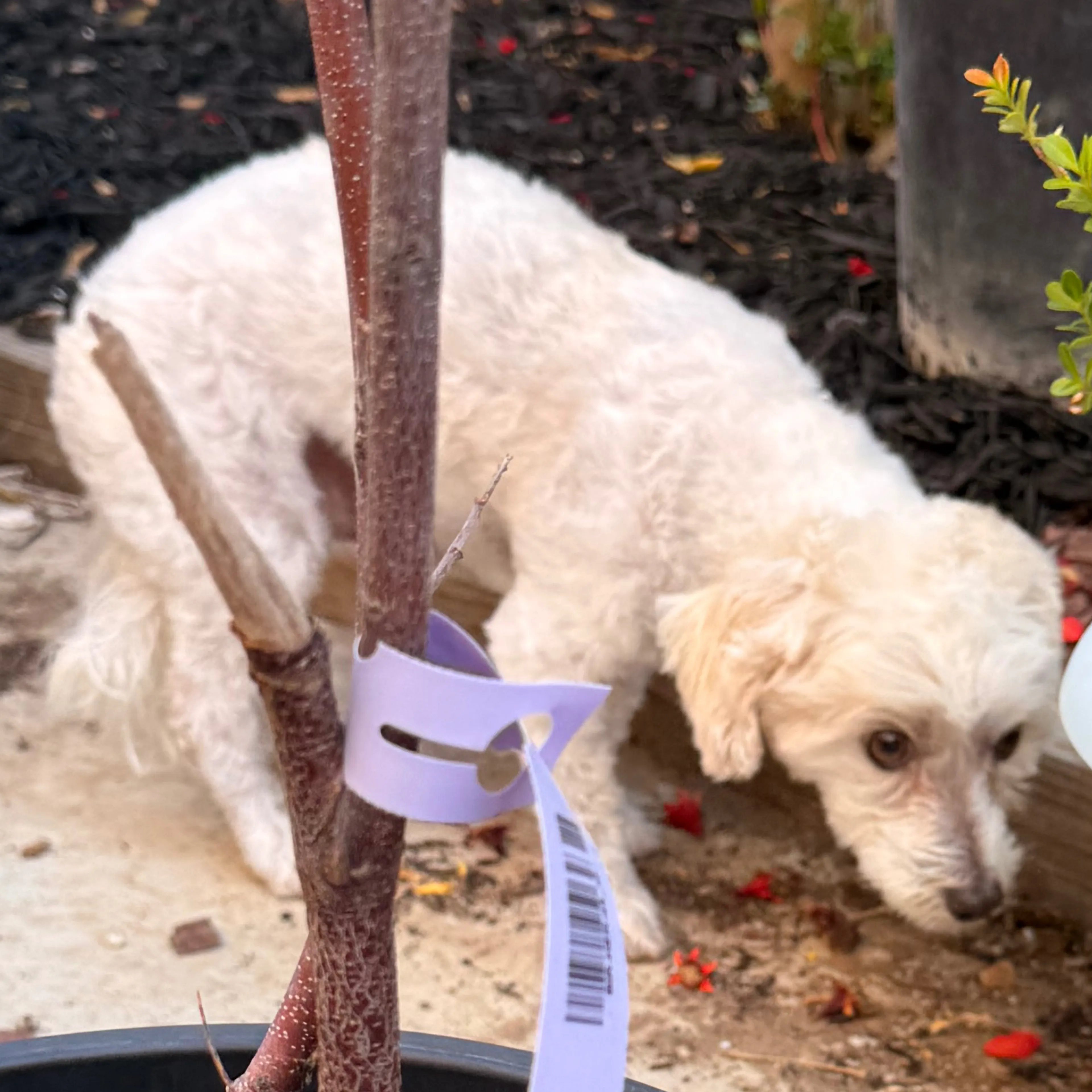 Found pet-2