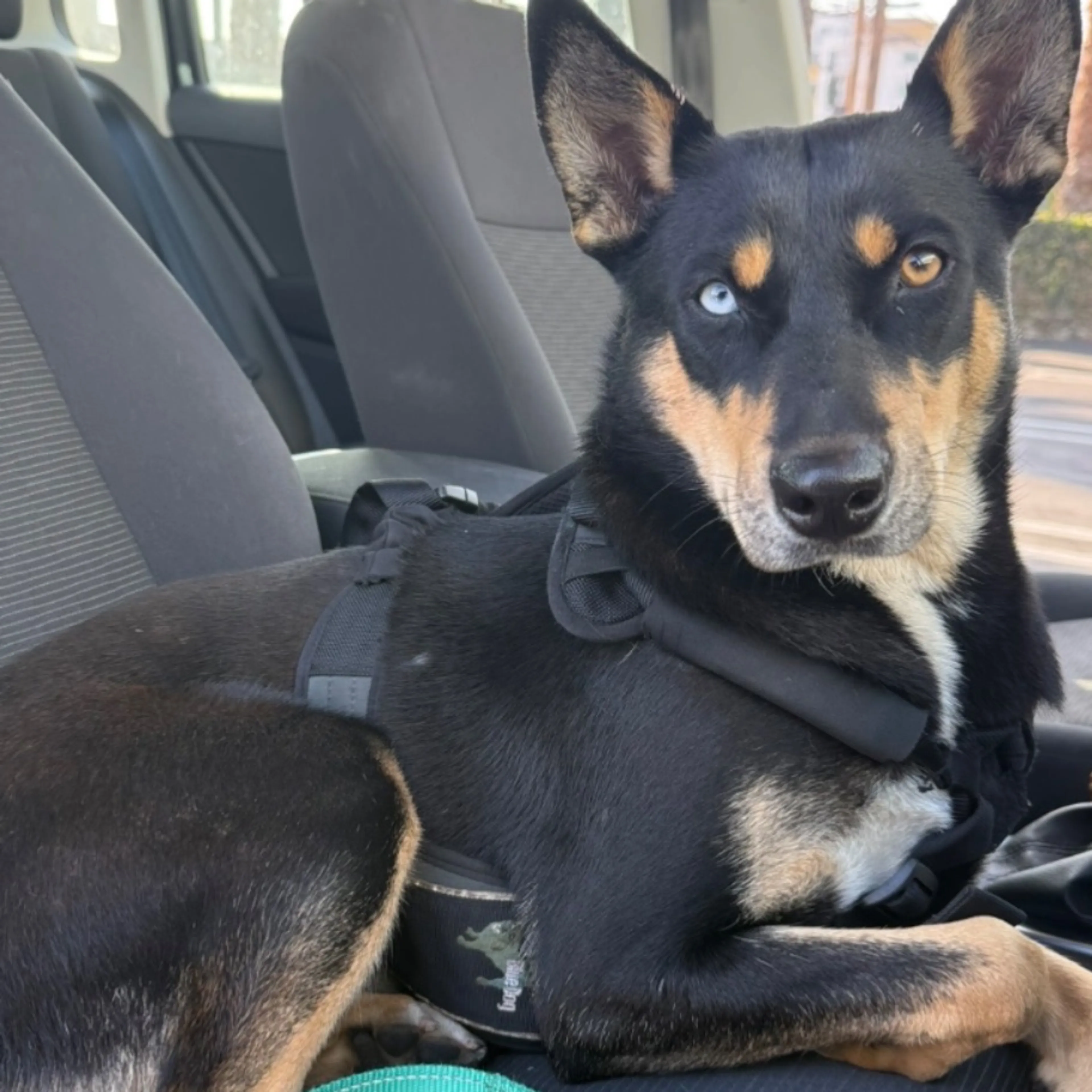 Found pet
