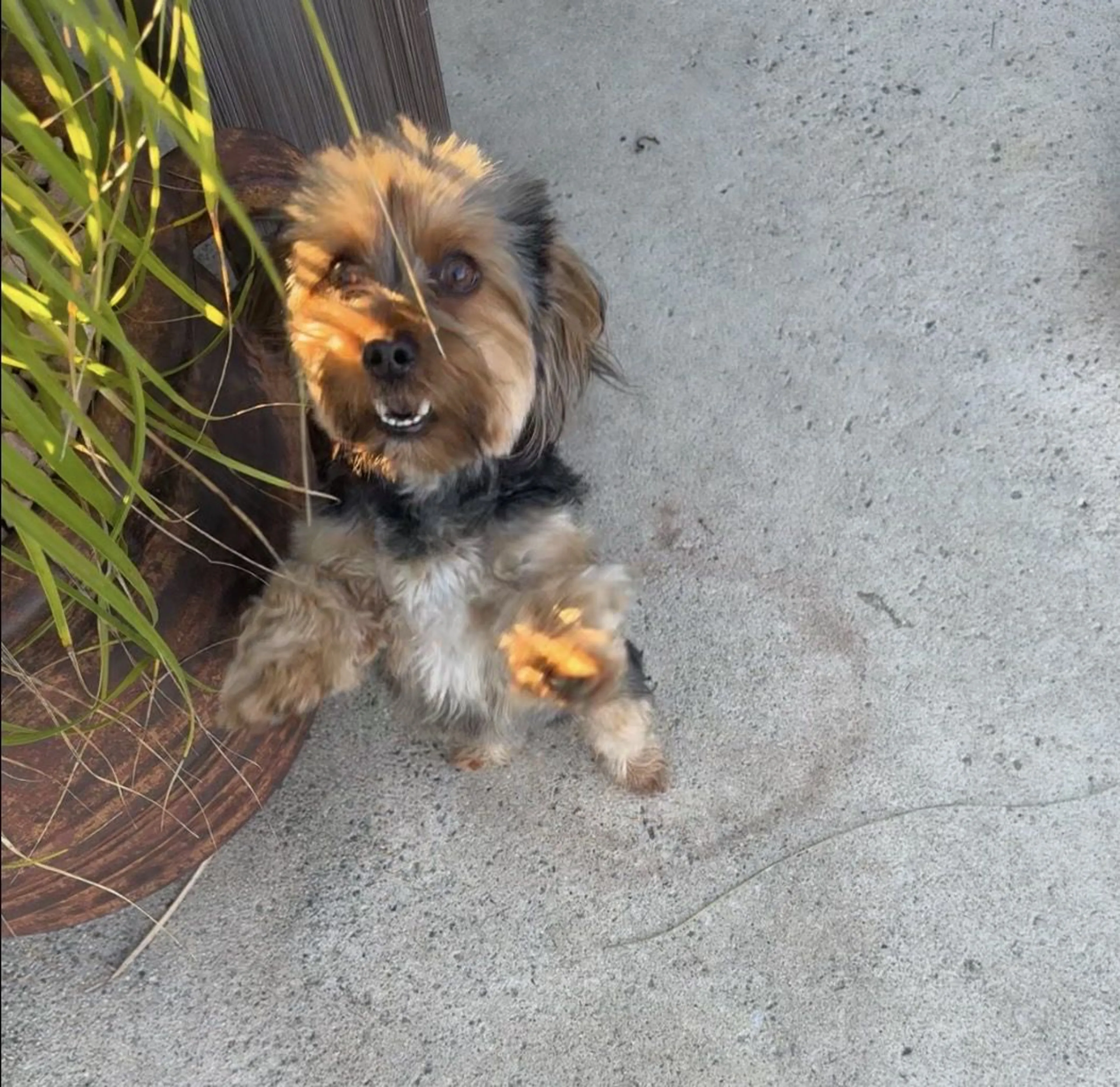 Lost pet-2