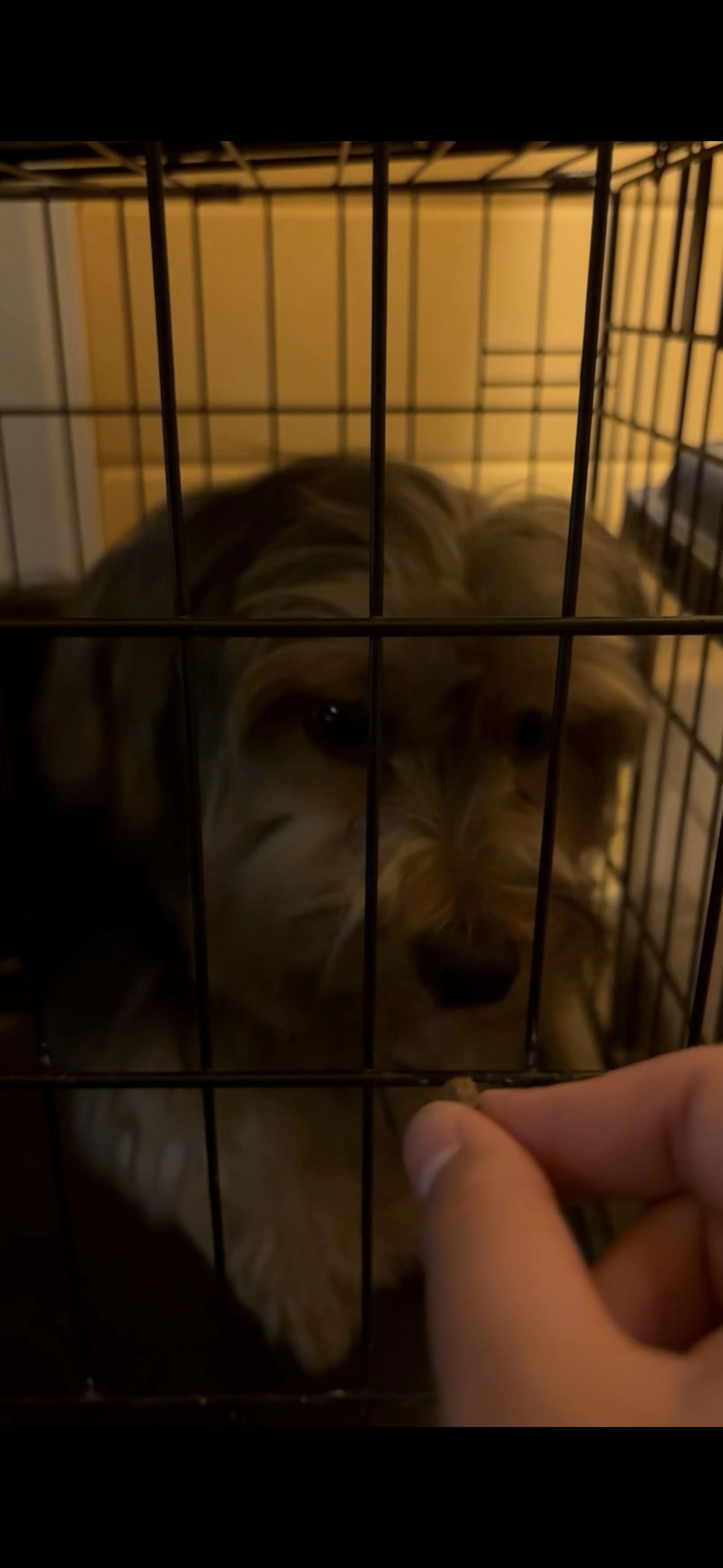 Lost pet-4