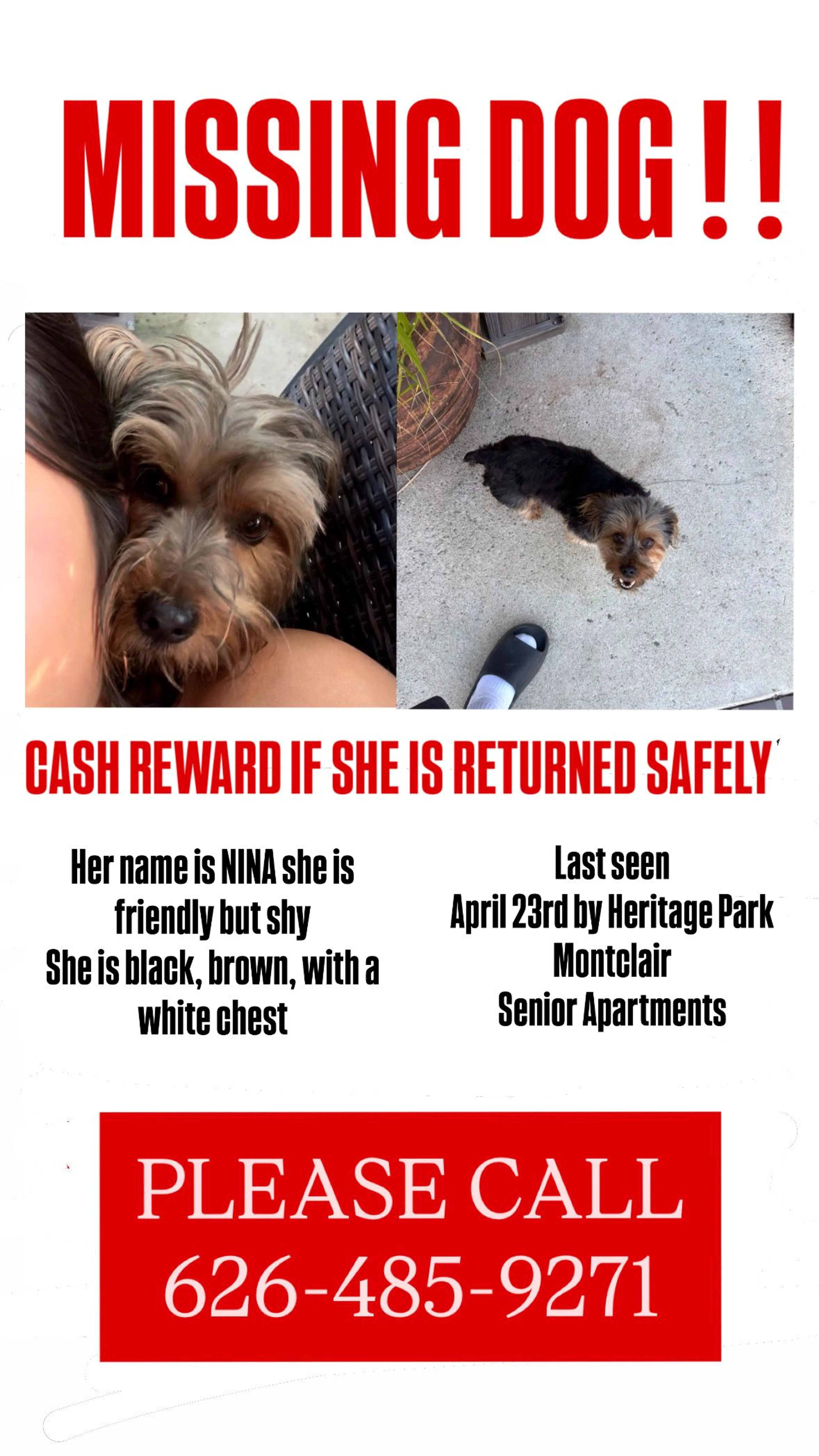 Lost pet-3