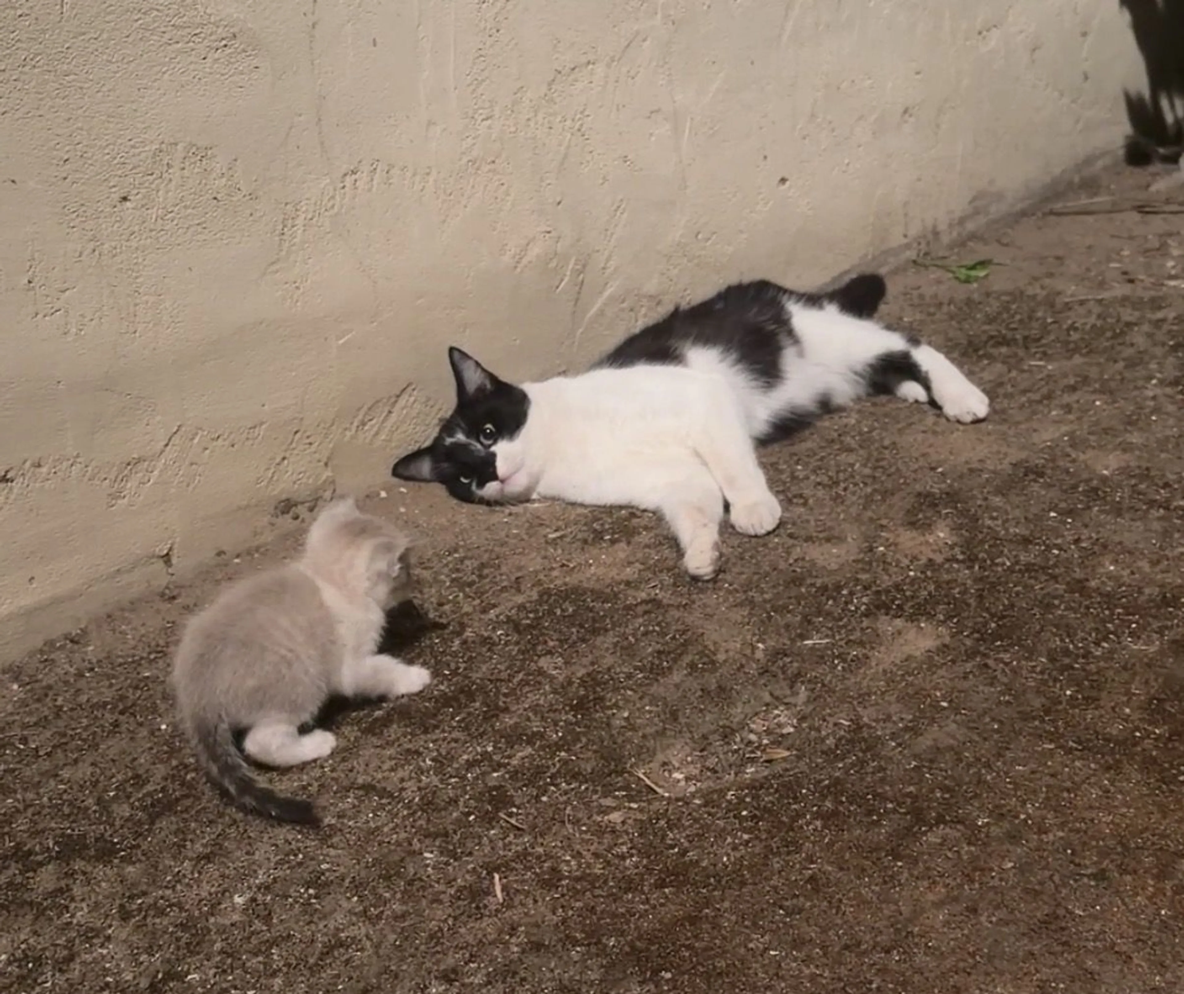 Lost pet-1