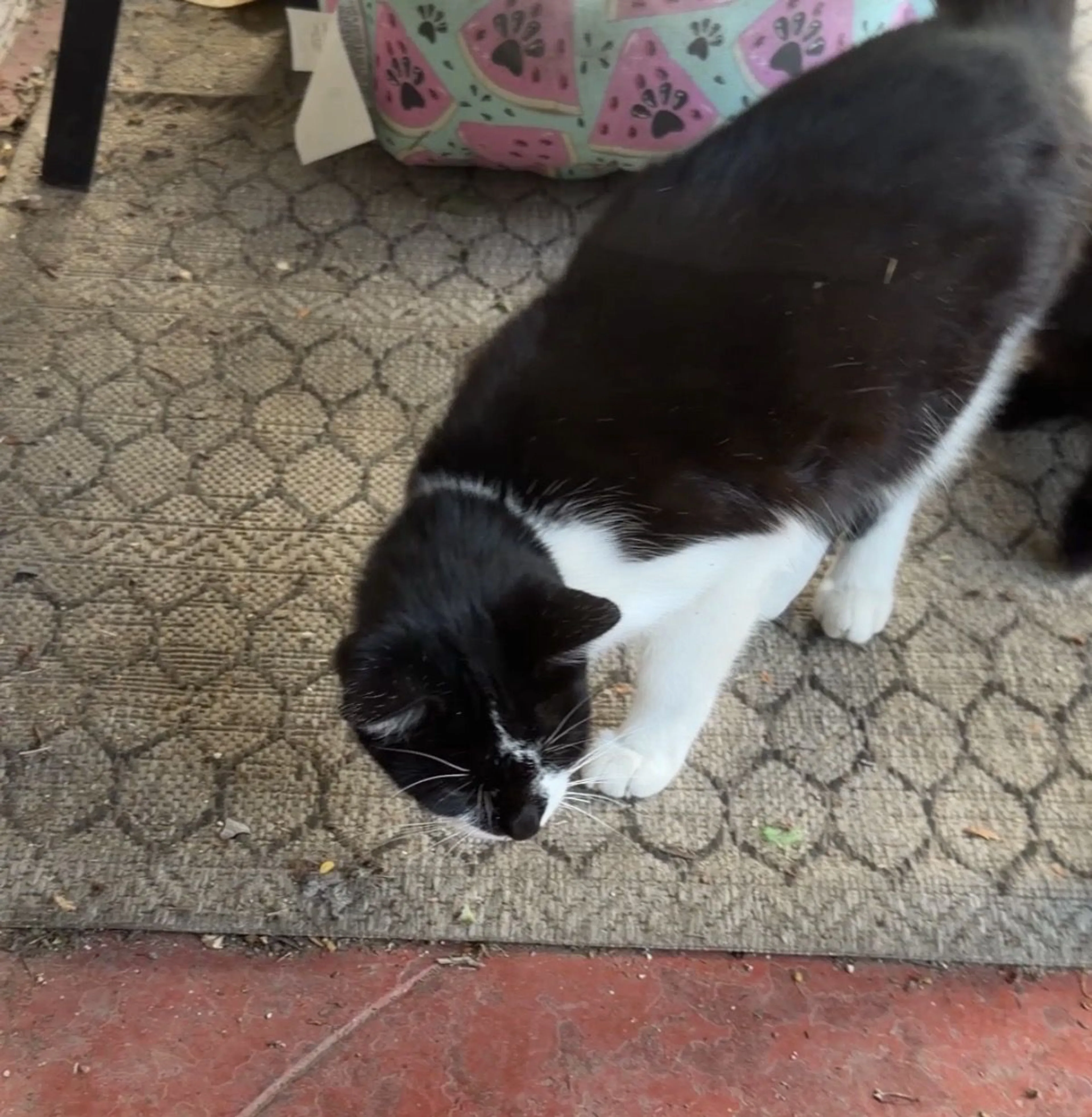 Lost pet-2