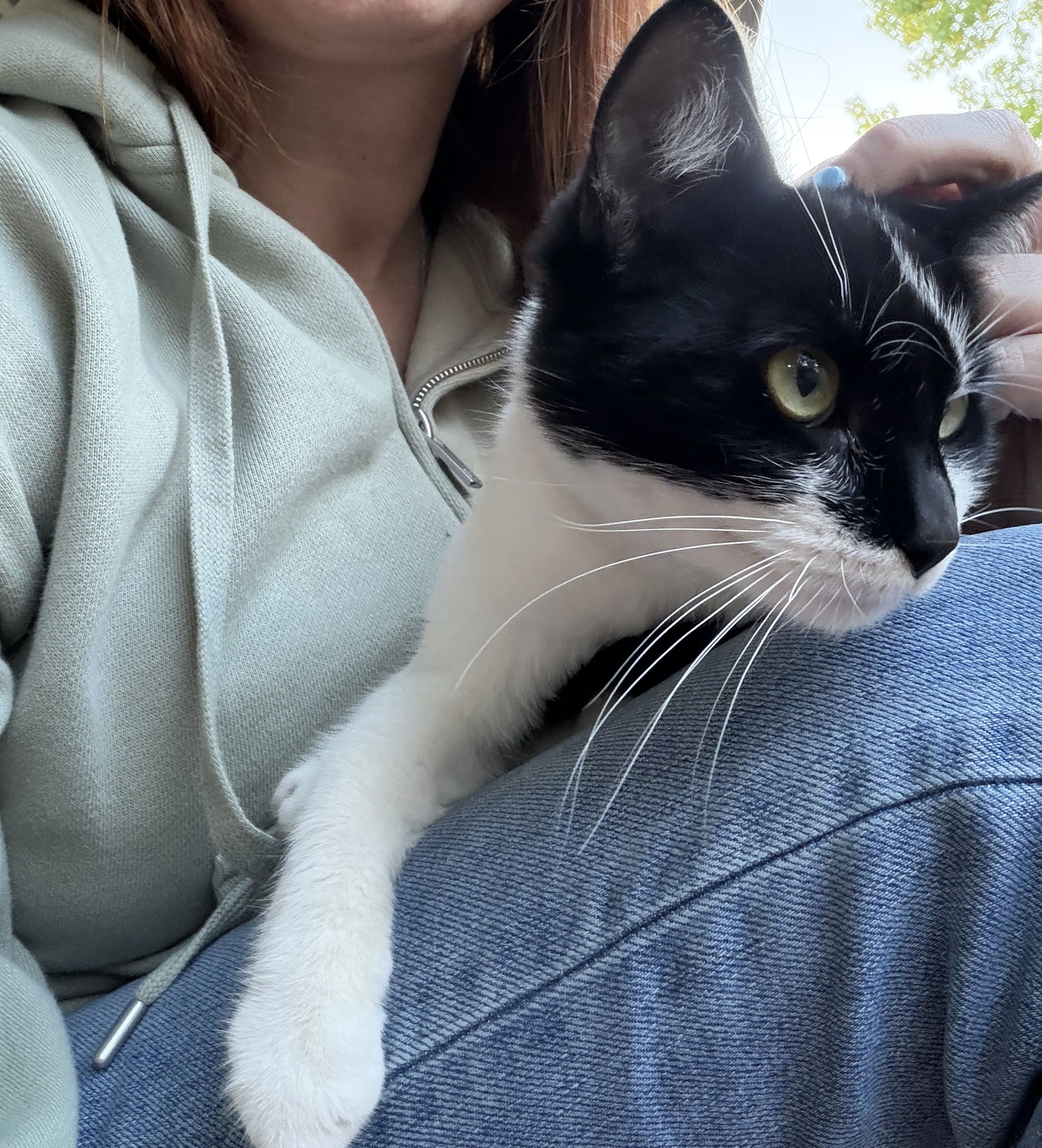 Lost pet-0