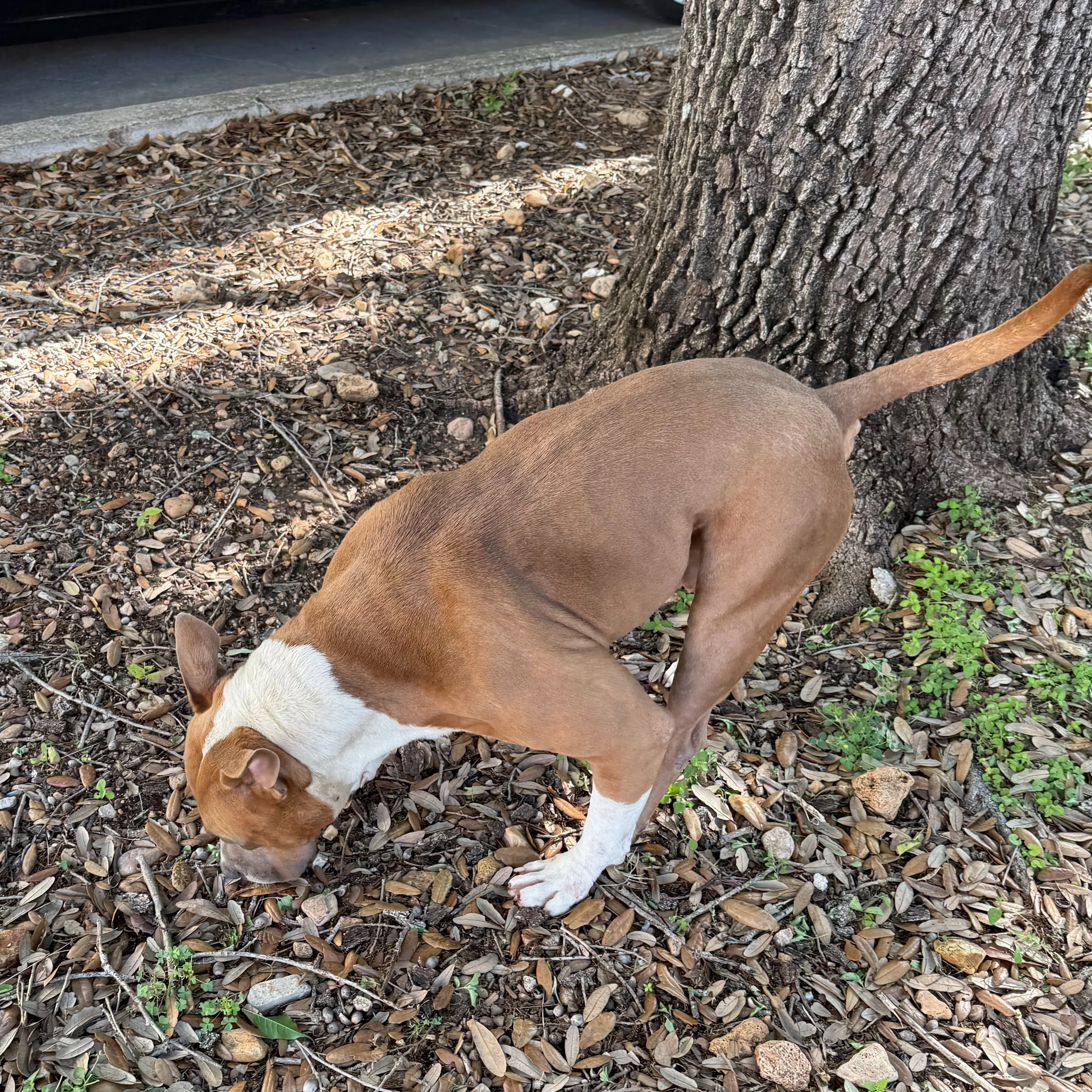 Lost pet-1