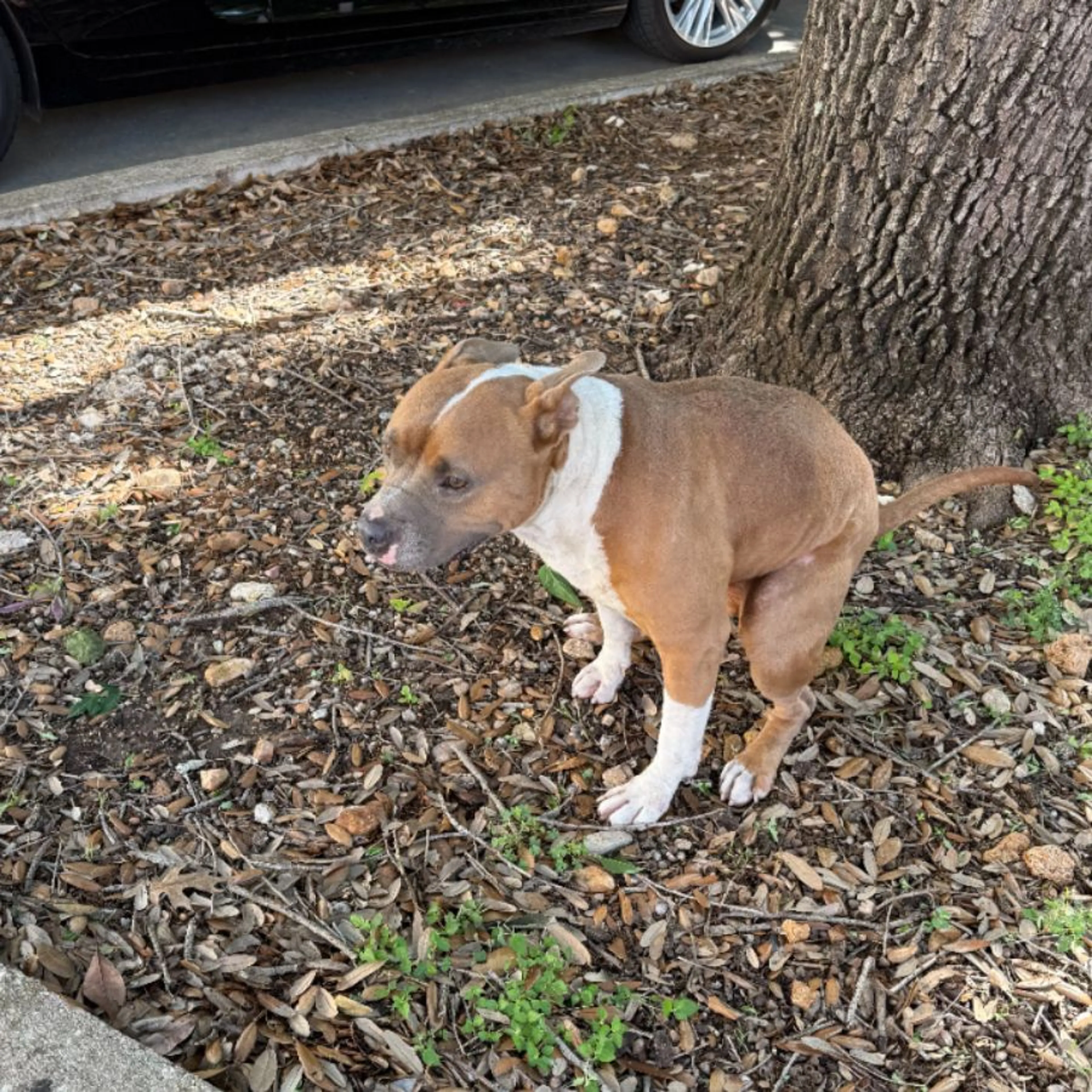Lost pet-0