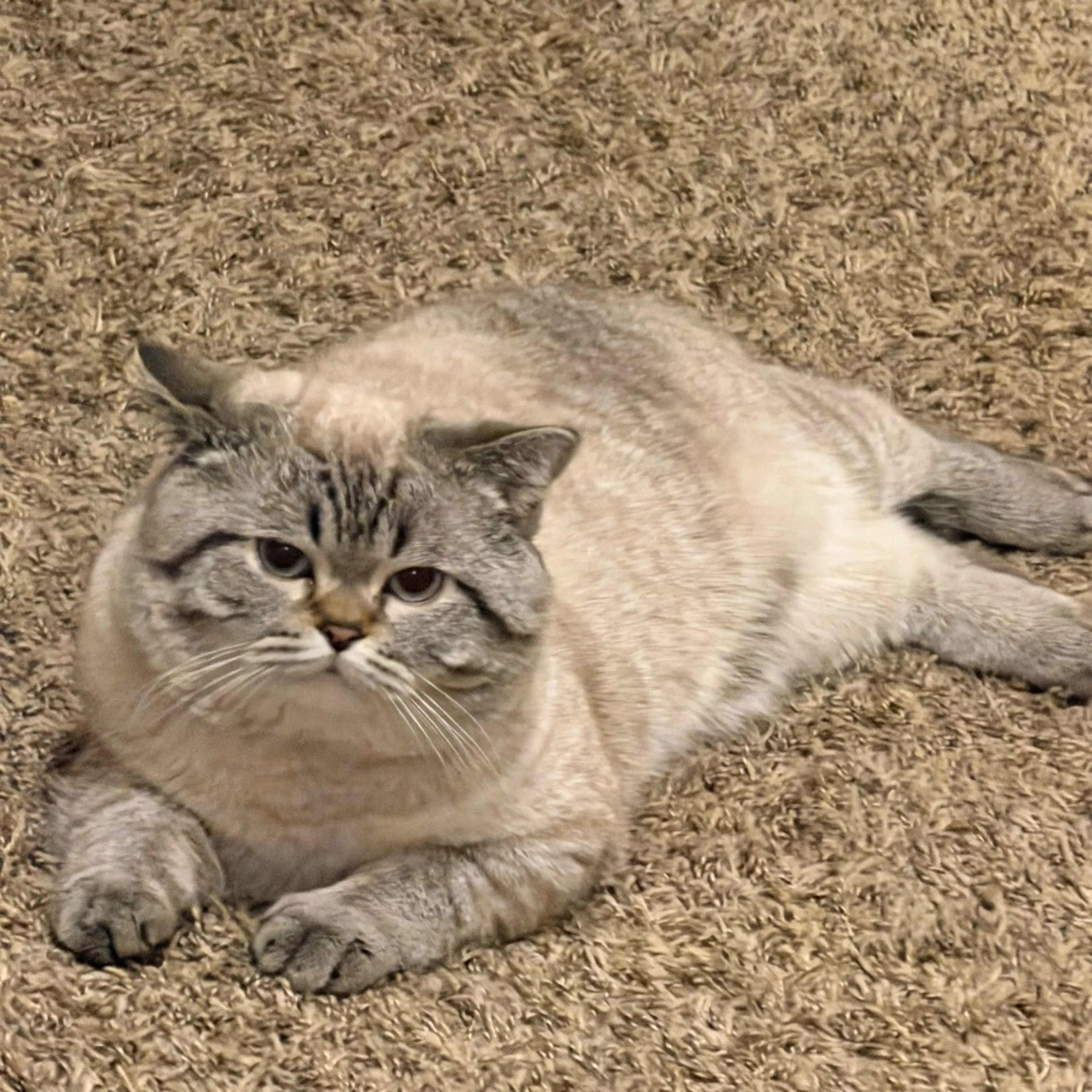Lost pet