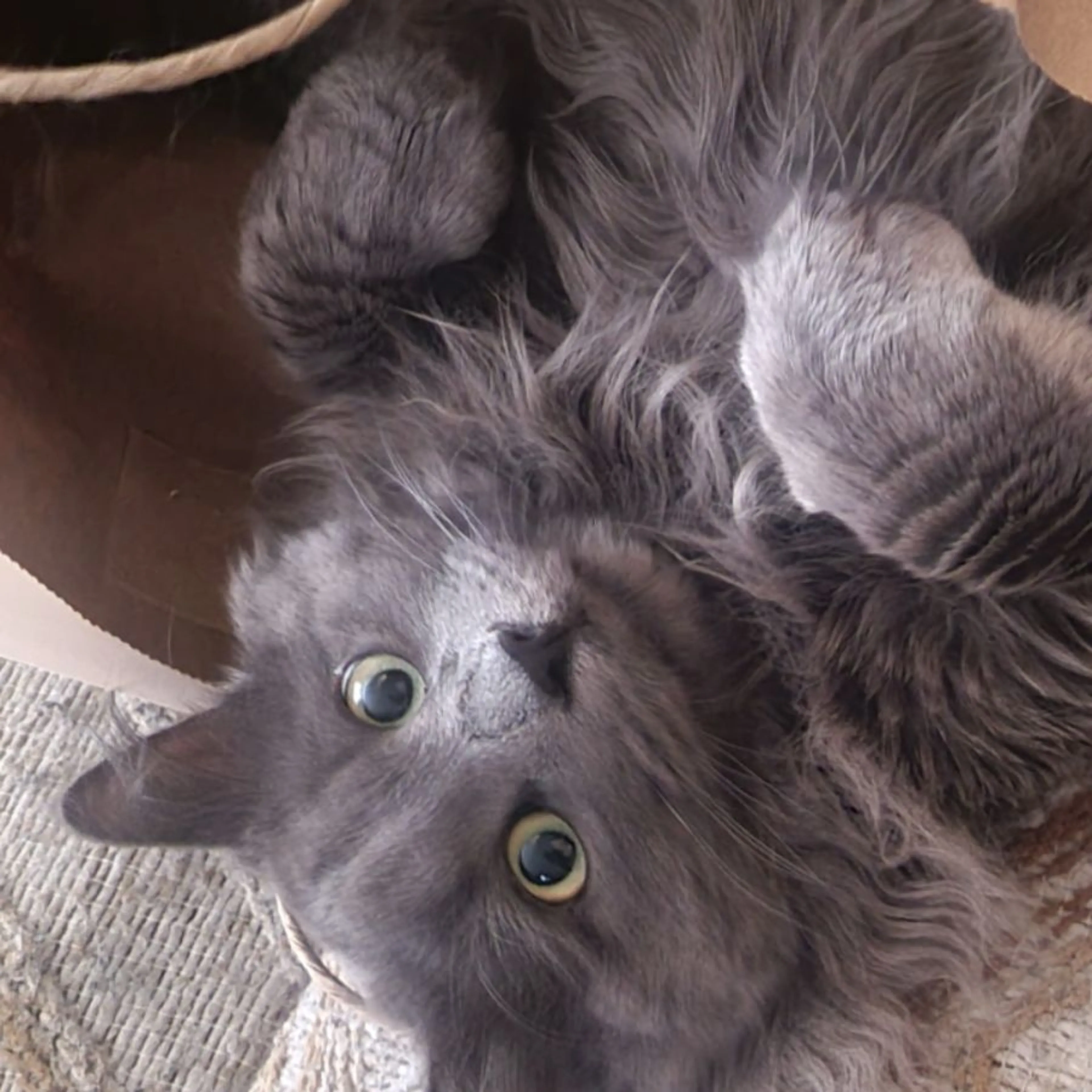 Lost pet