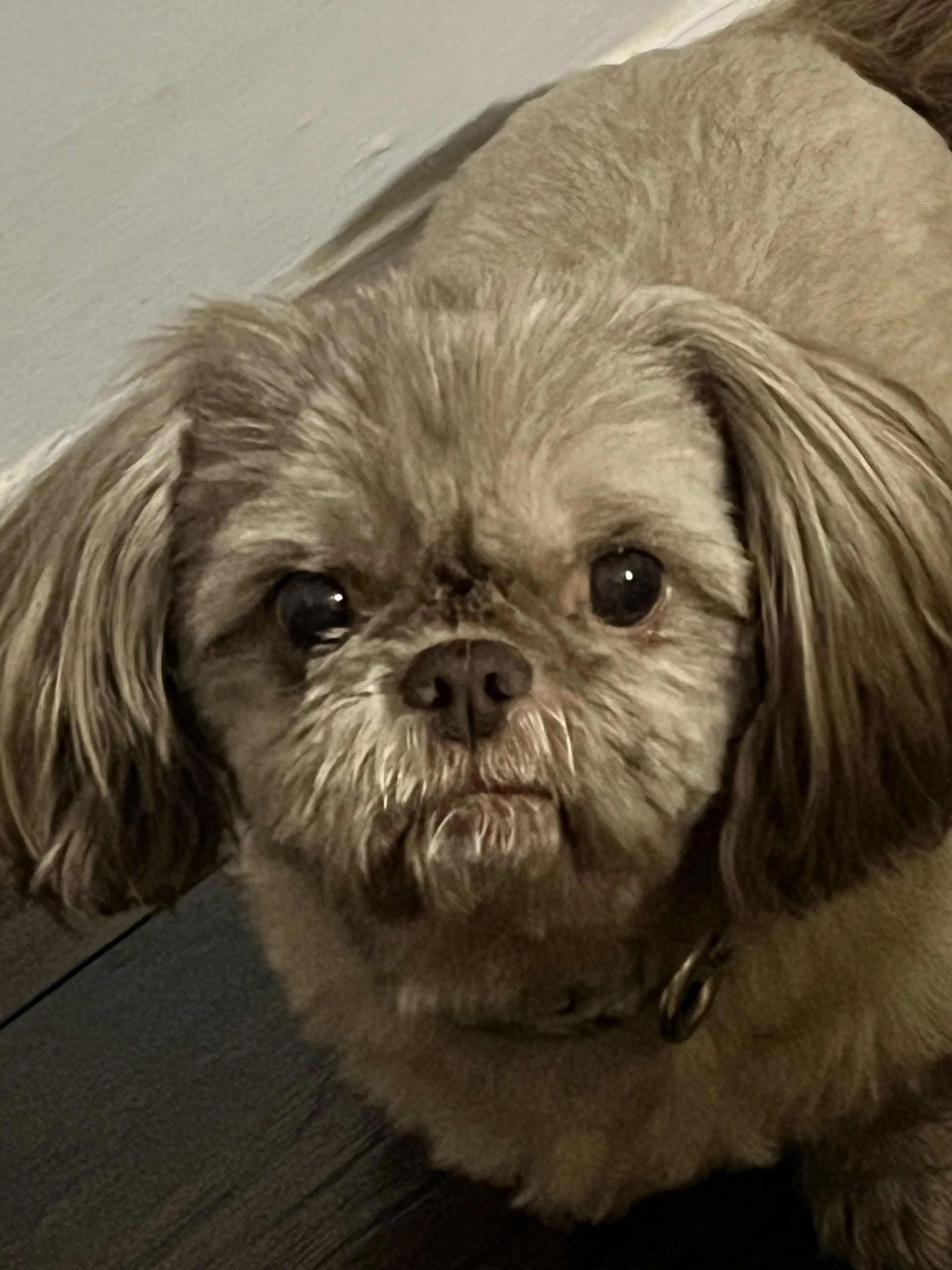 Lost pet