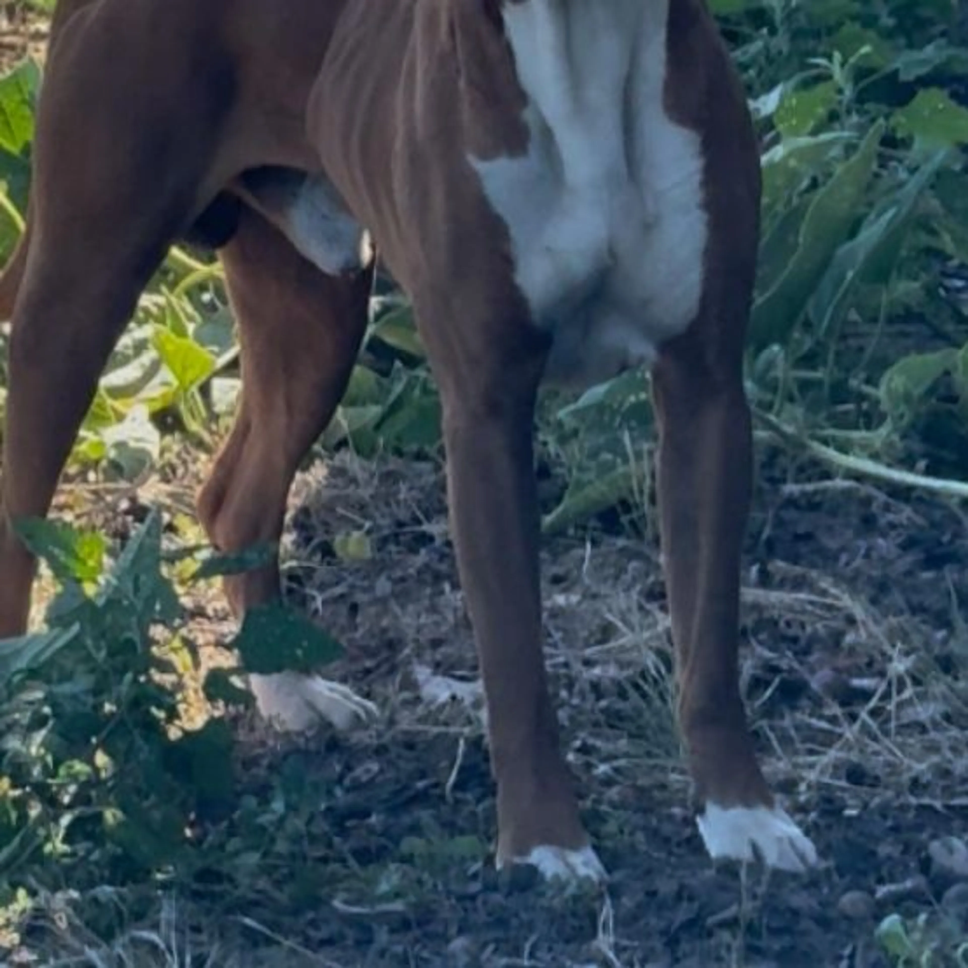 Found pet