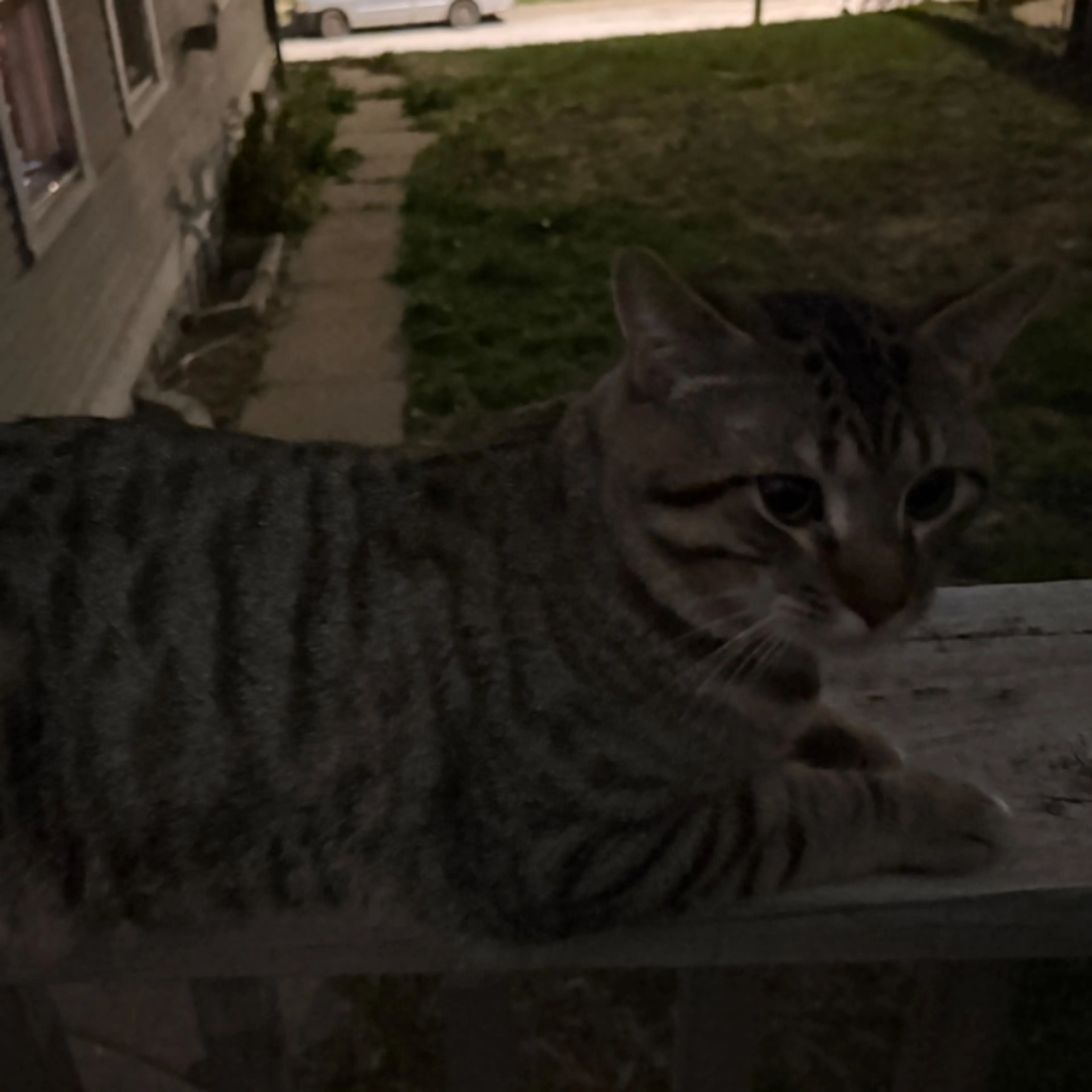 Lost pet-0