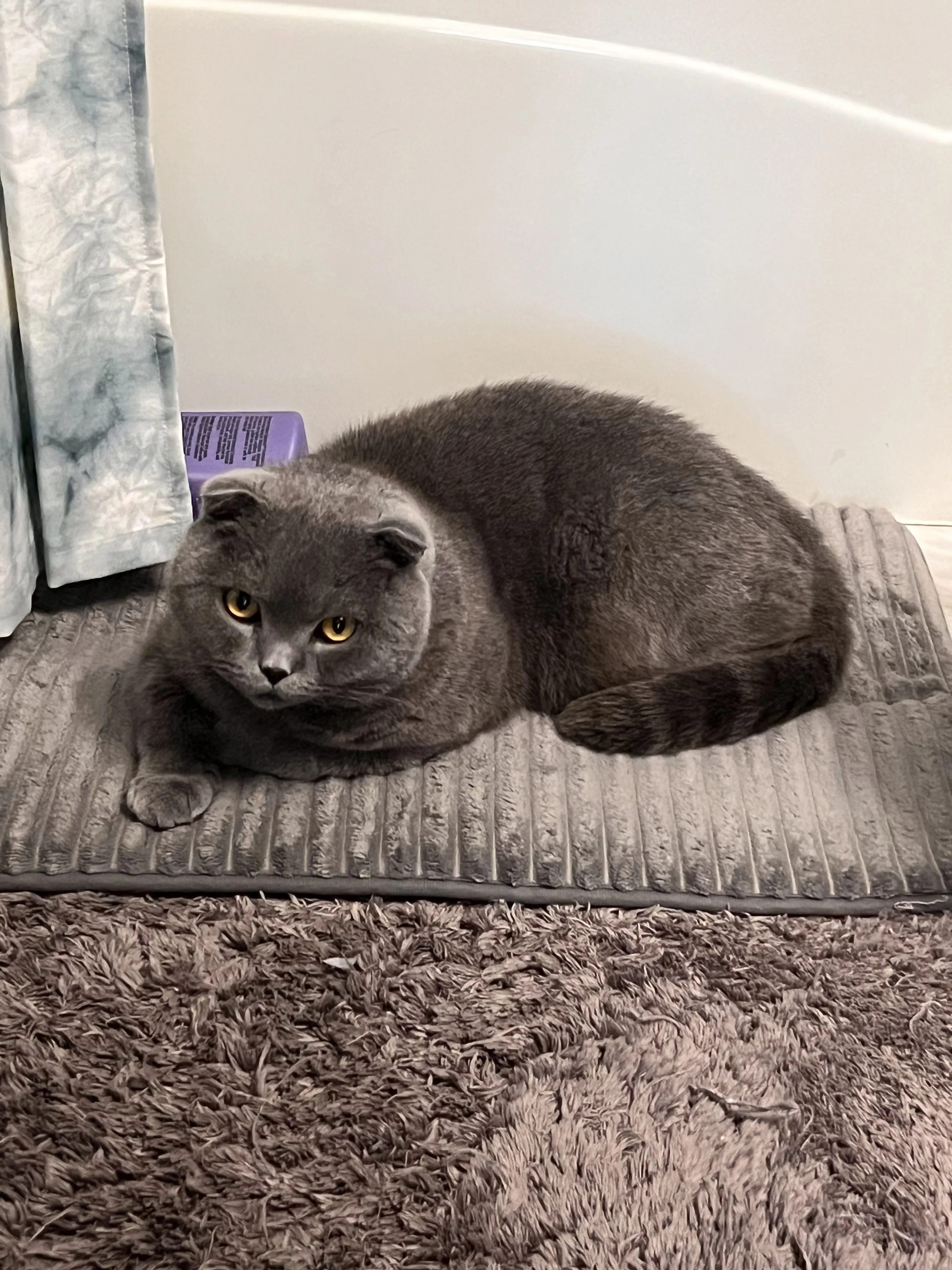 Lost pet-1