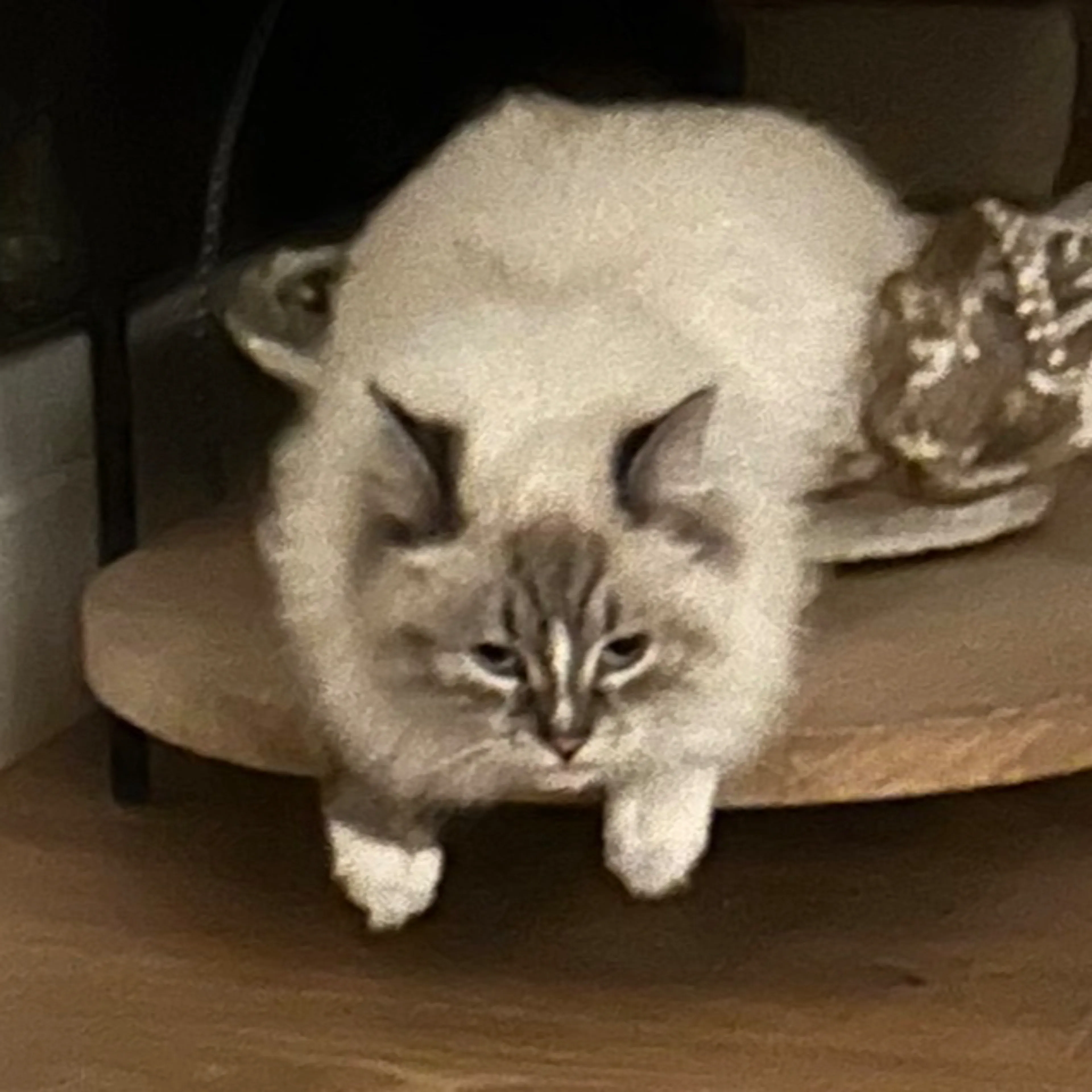 Lost pet-1