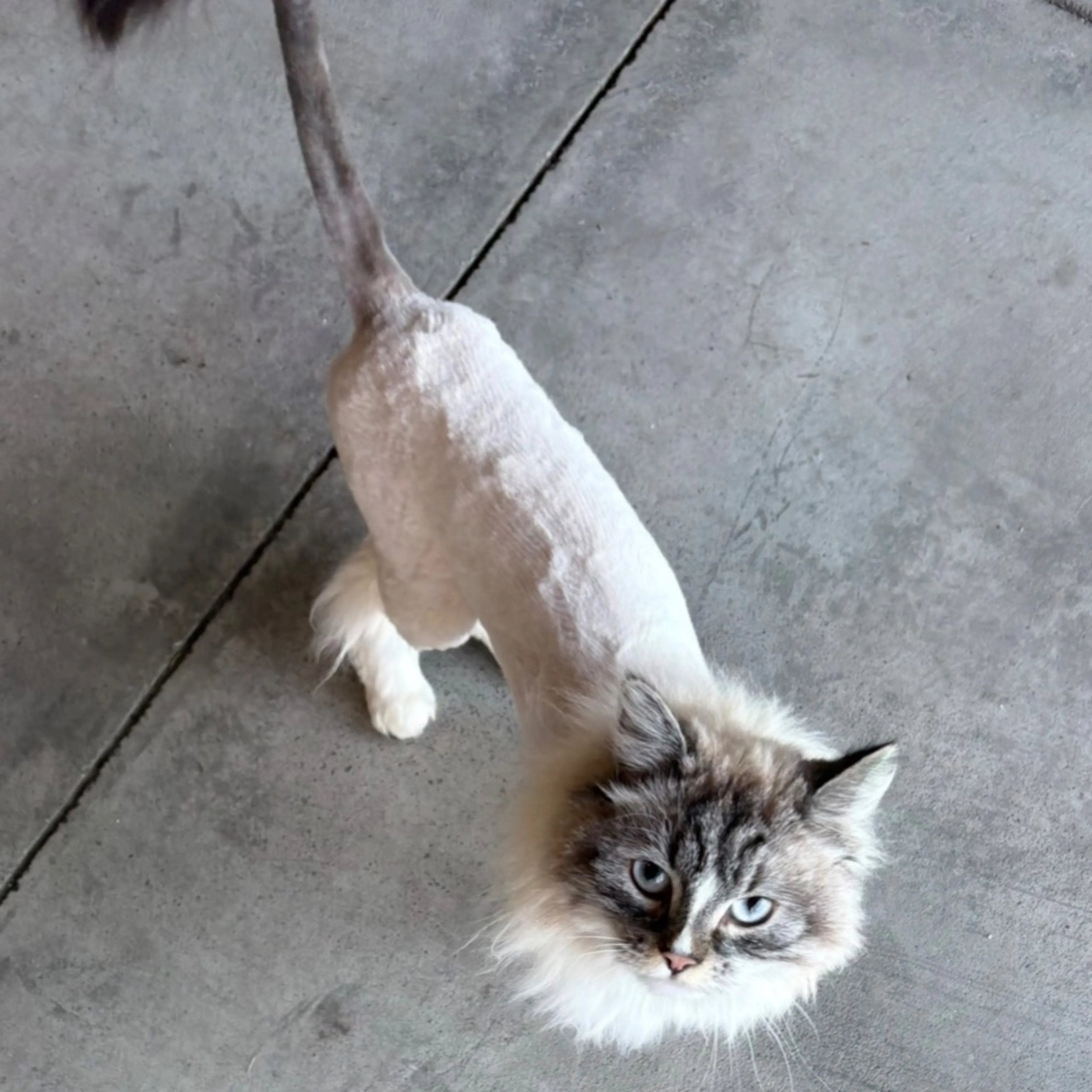 Lost pet-0