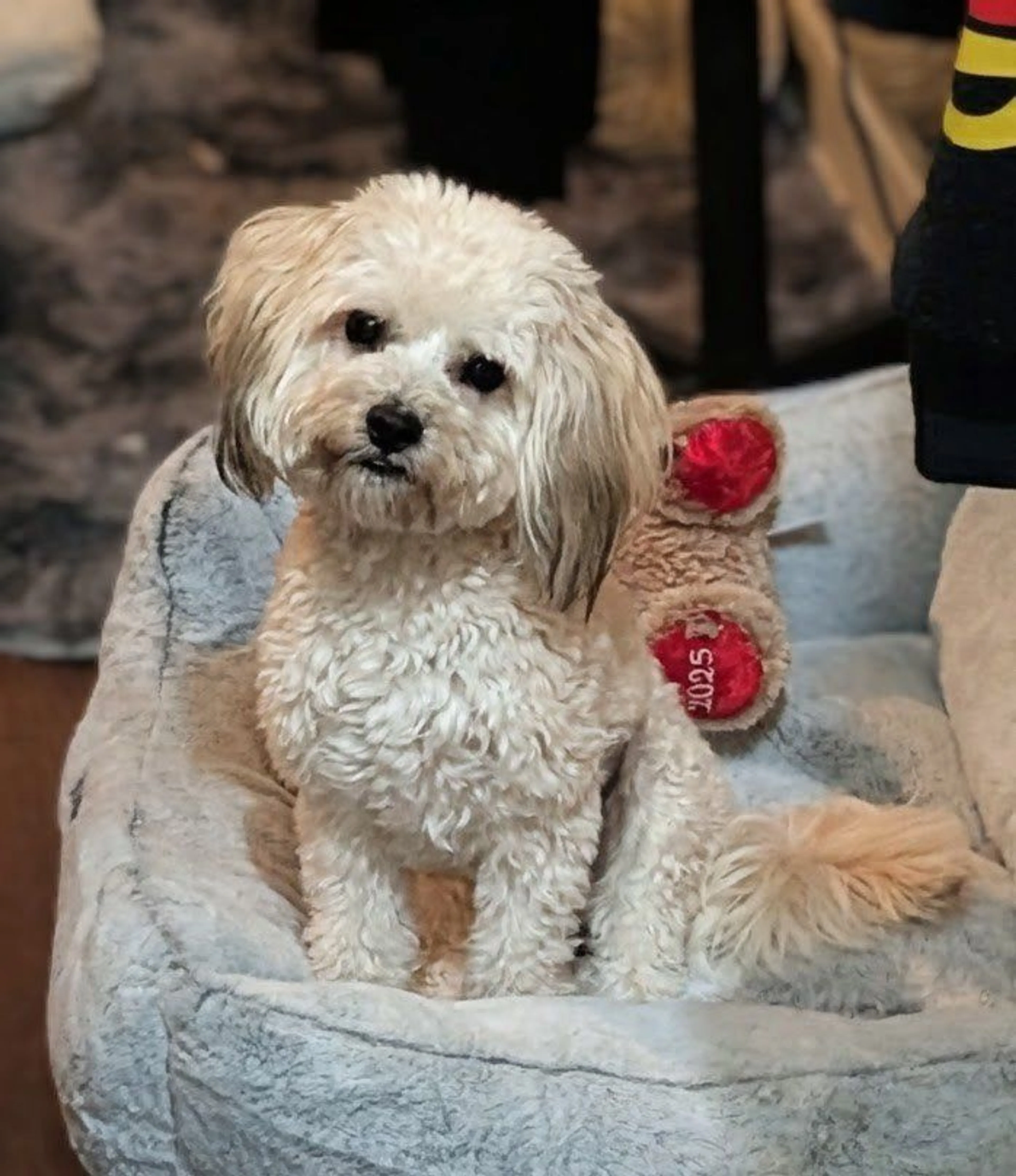 Lost pet