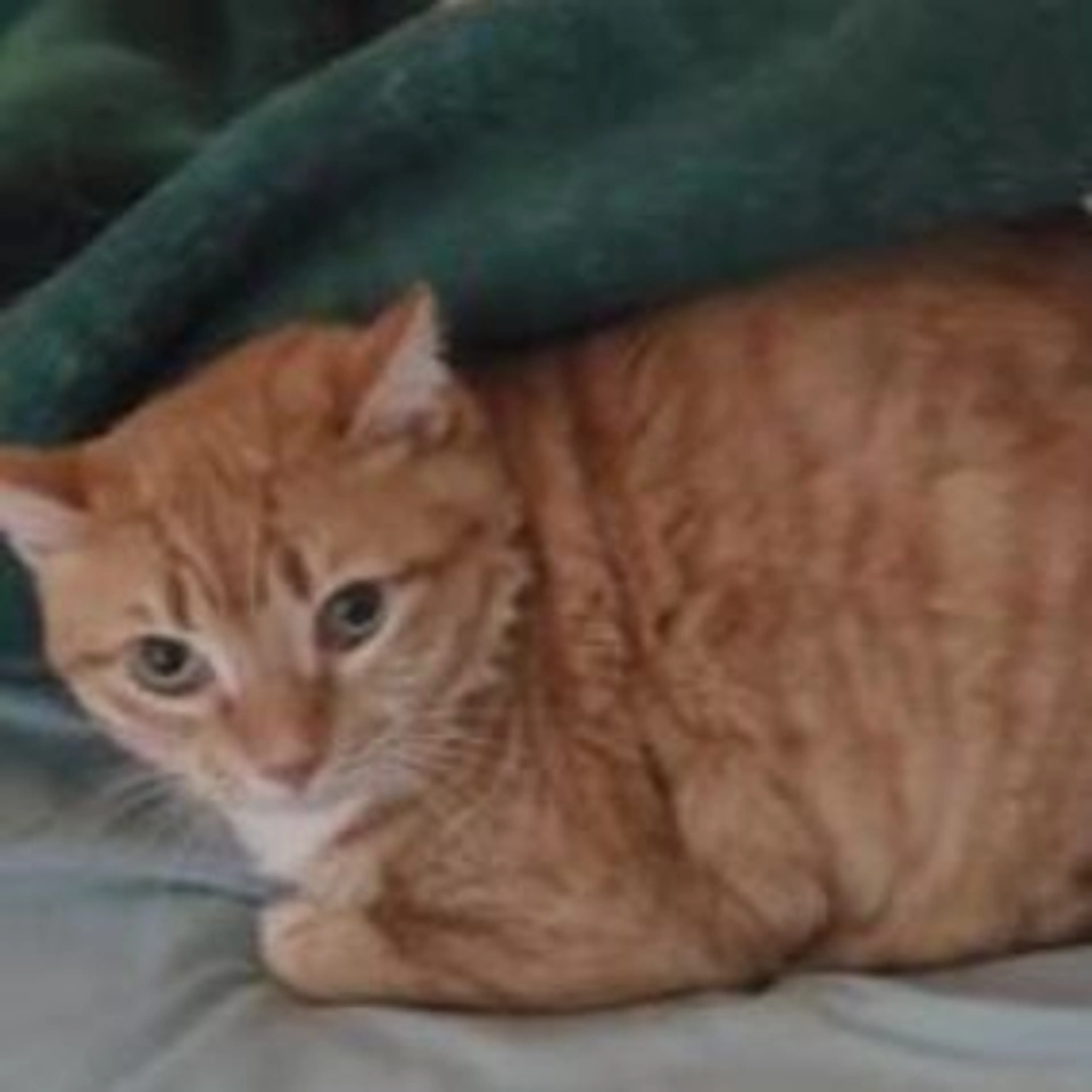 Lost pet