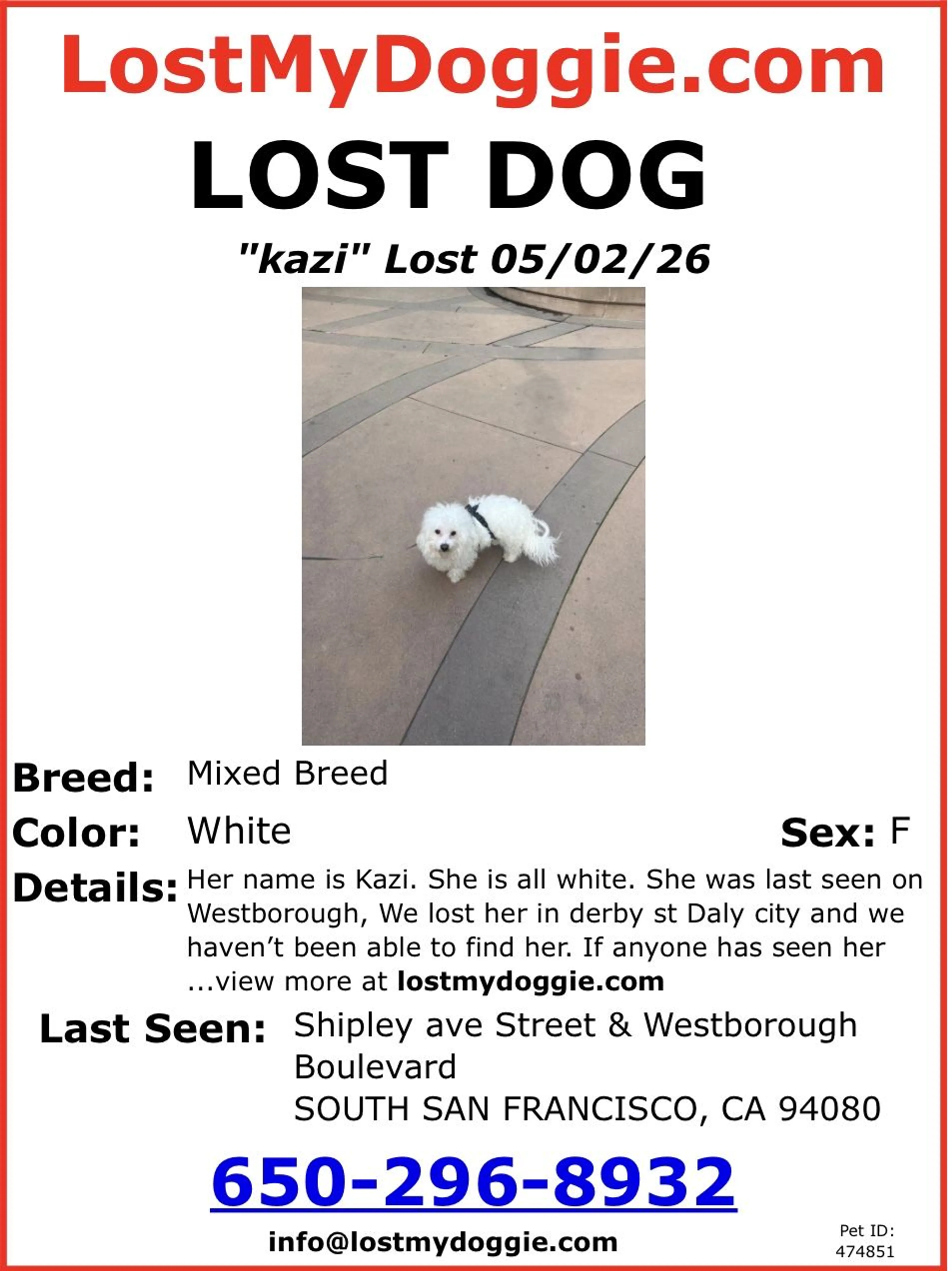 Lost pet