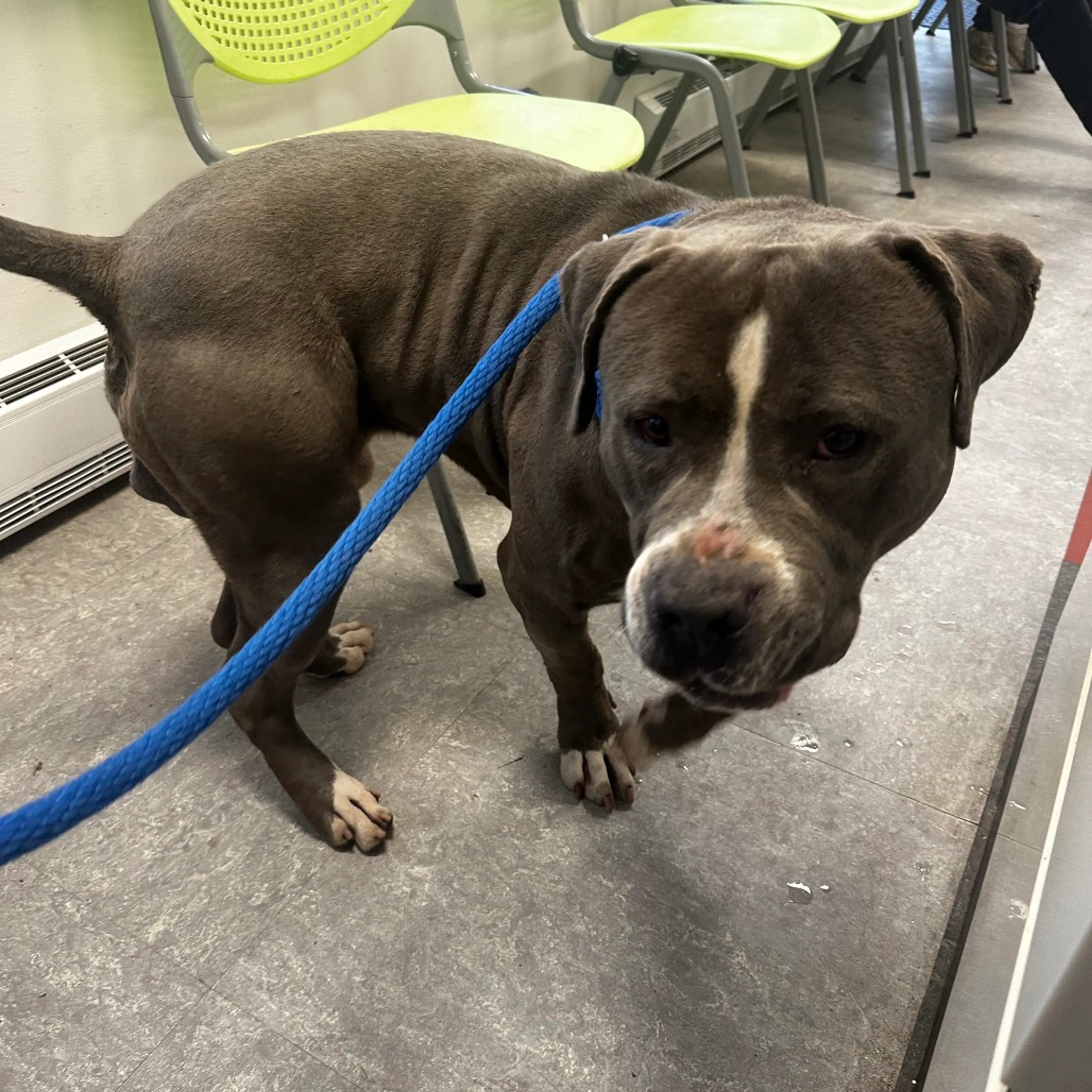 Found pet-8