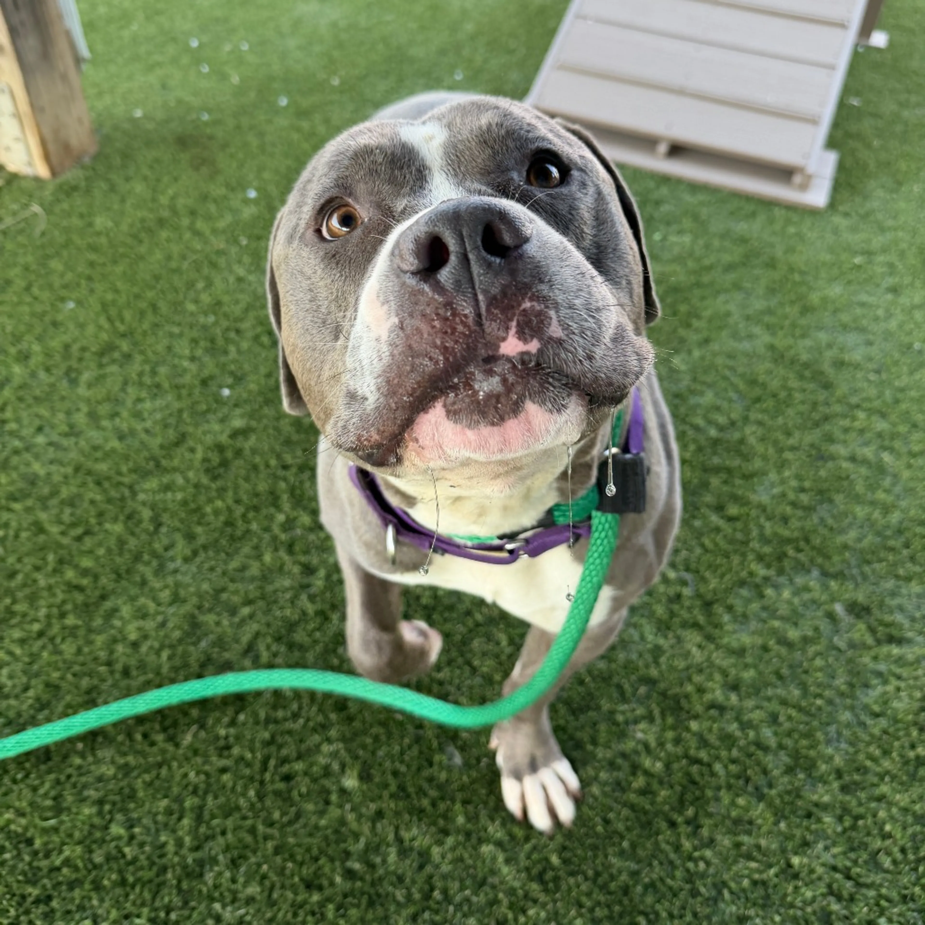 Found pet-6