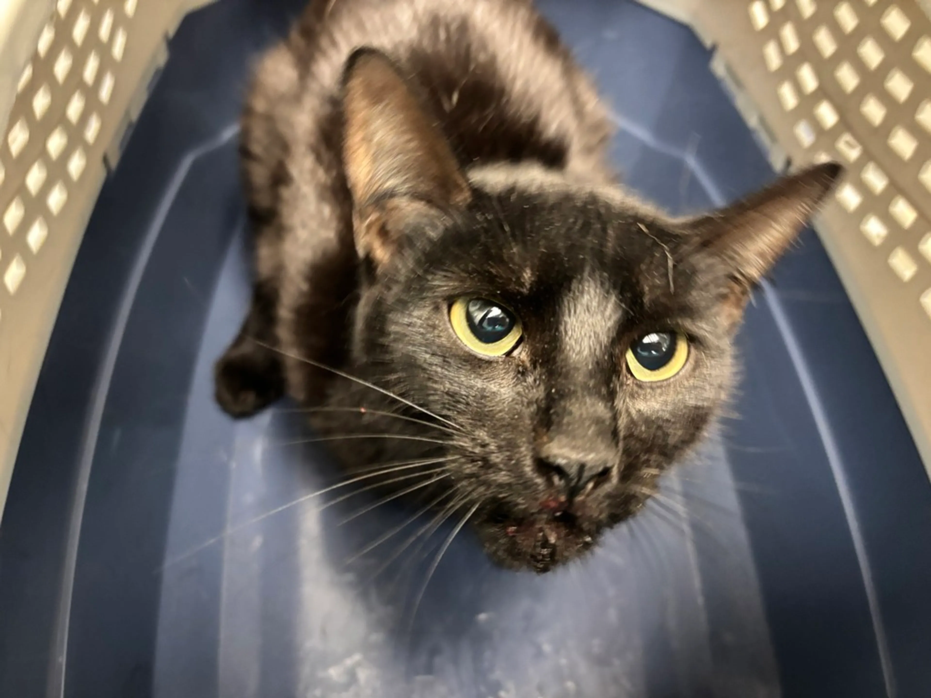 Found pet-4
