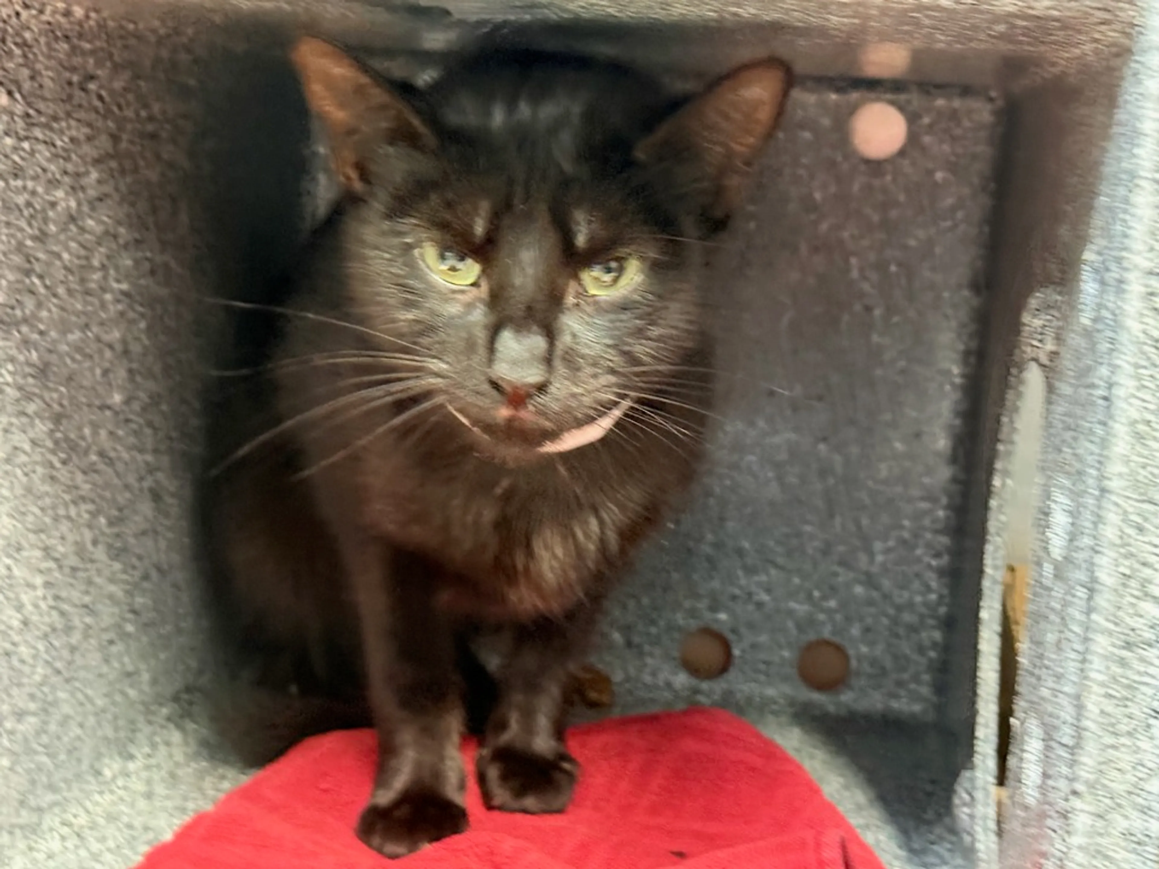Found pet-1