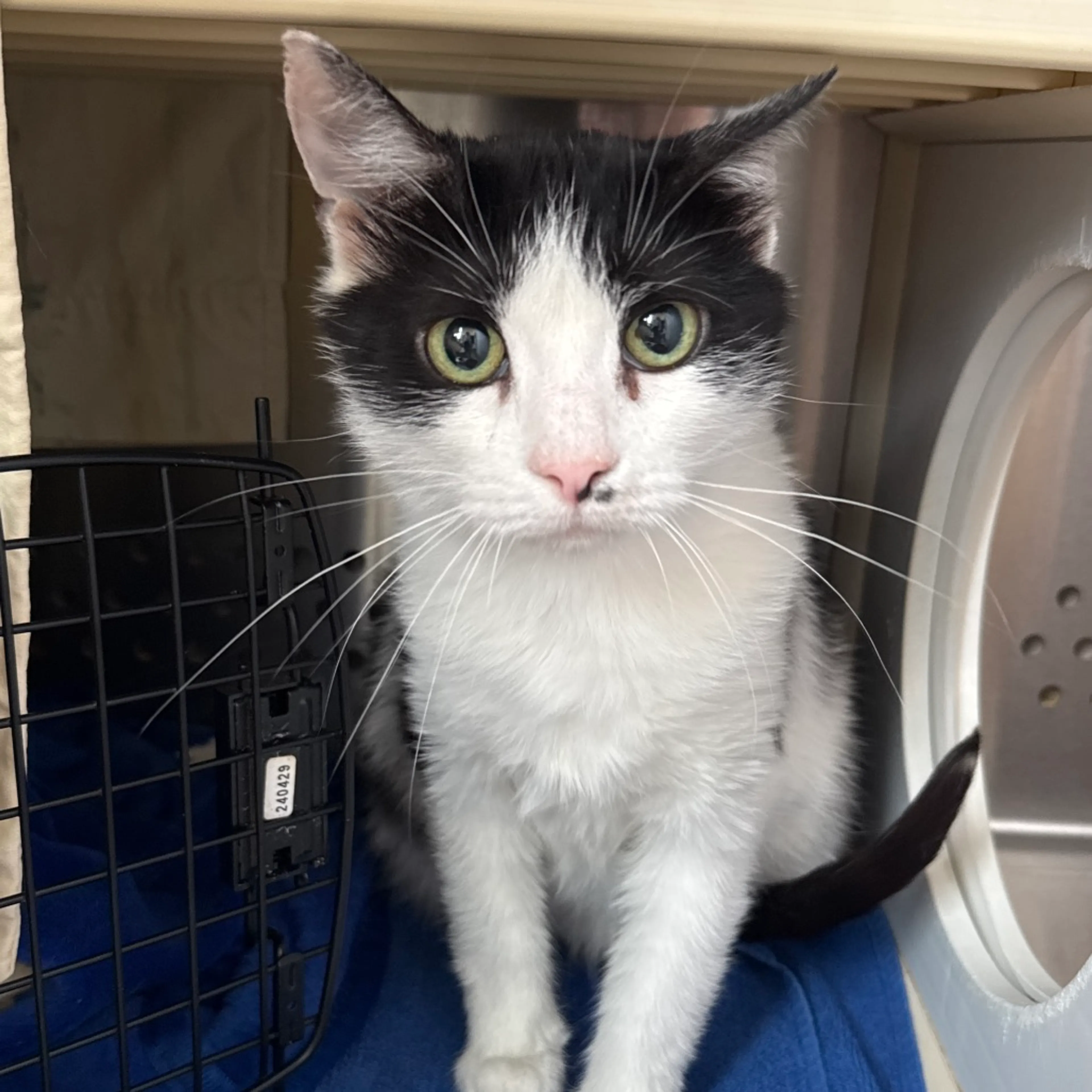 Found pet