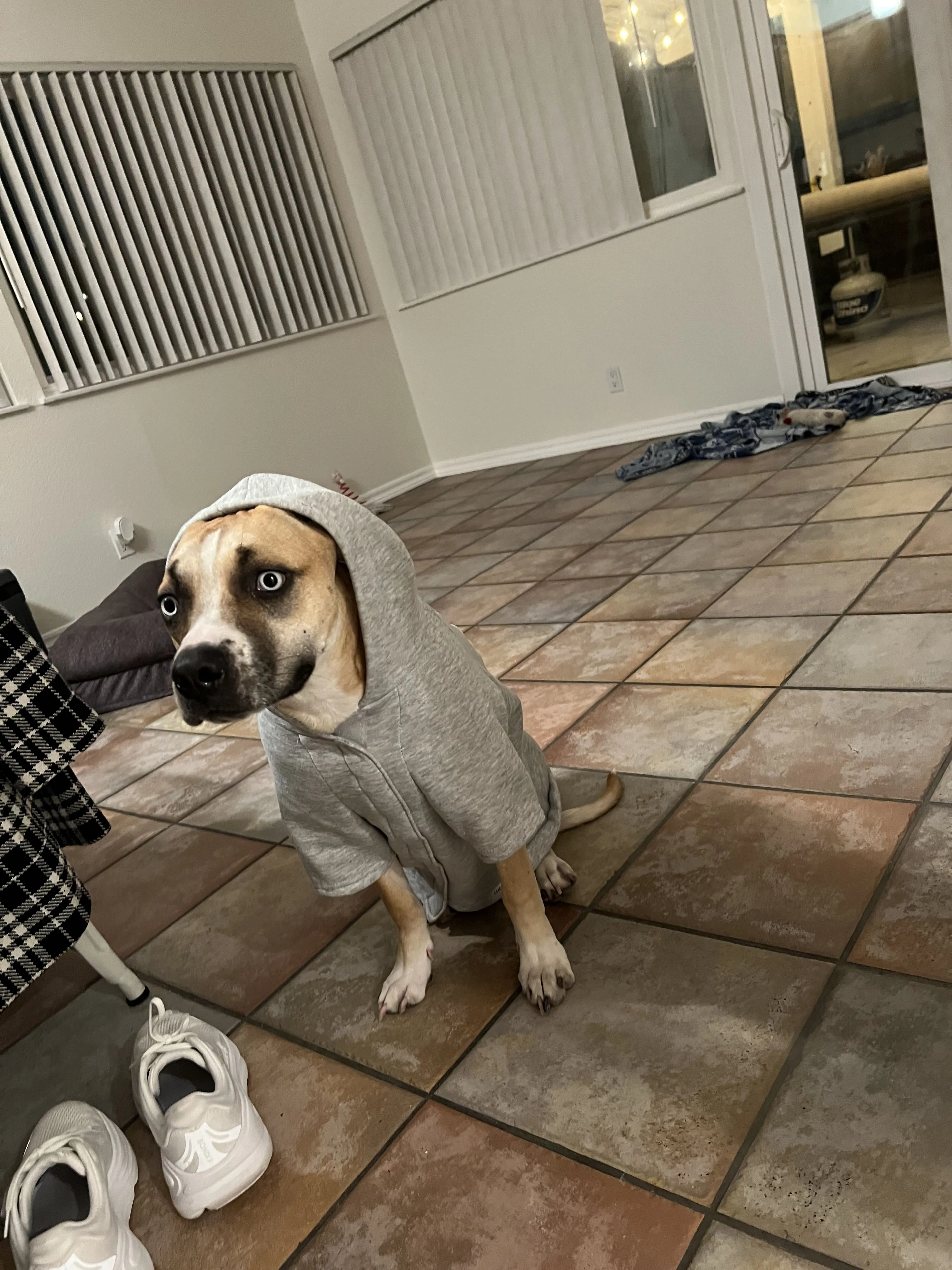 Lost pet-1