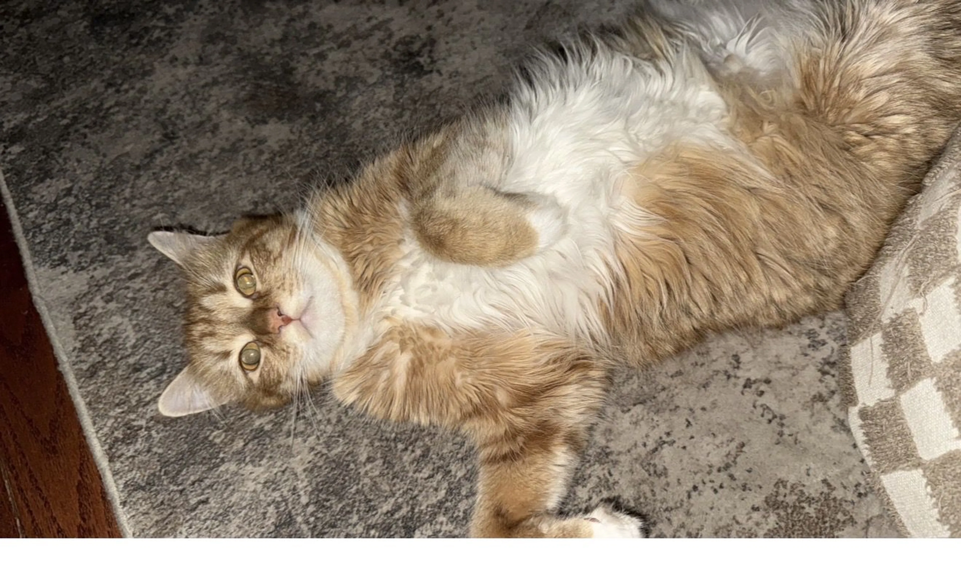 Lost pet-2