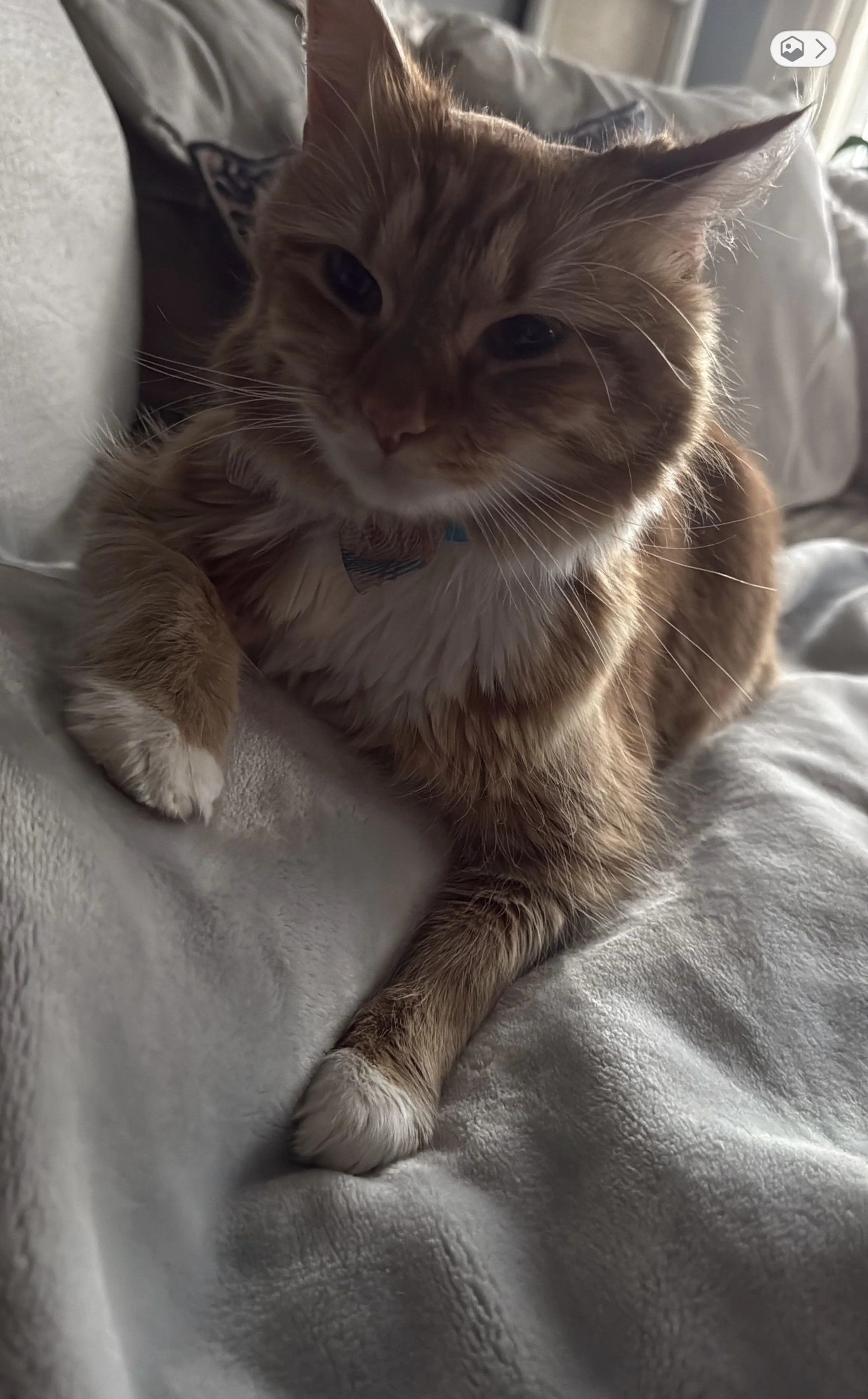 Lost pet-0