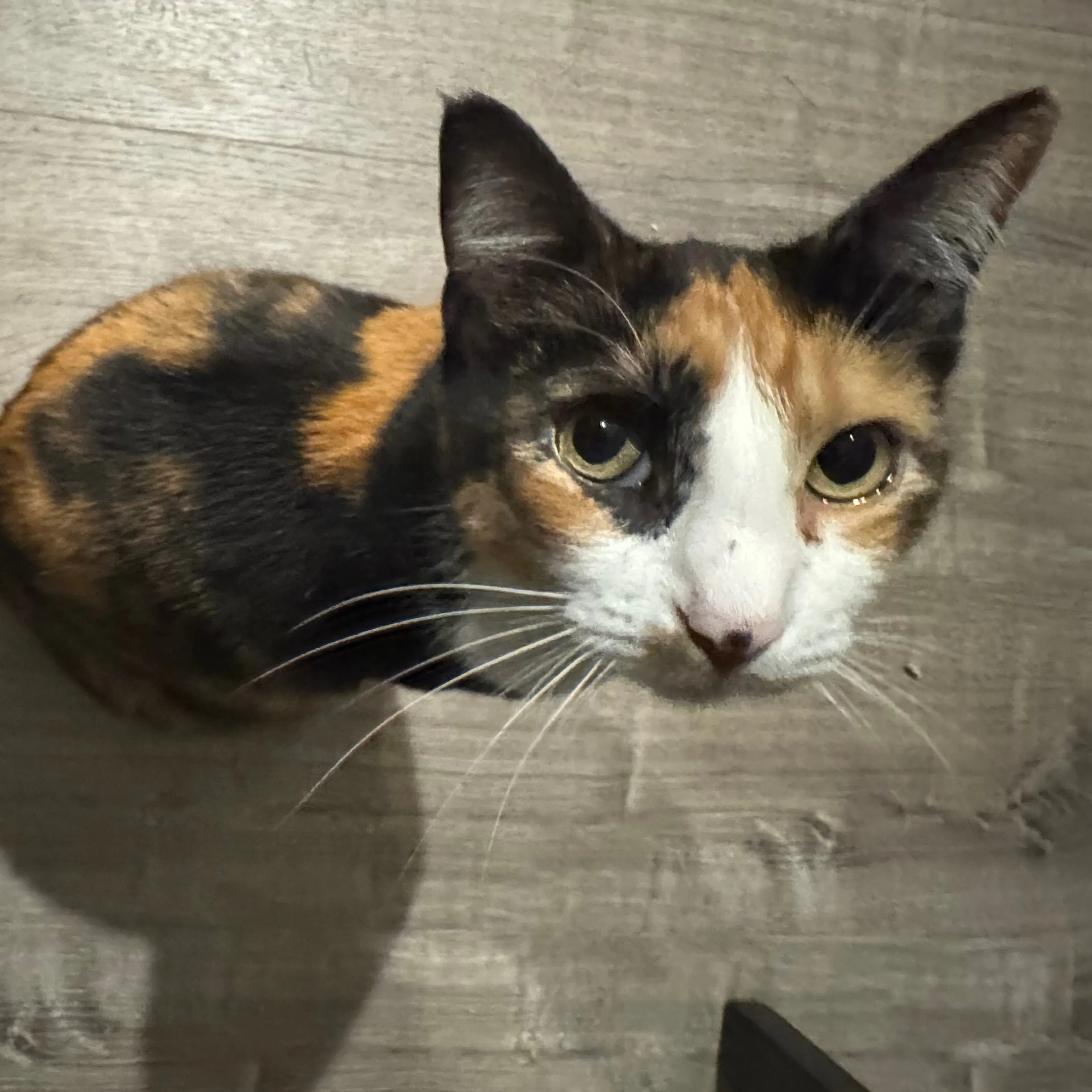 Lost pet-2