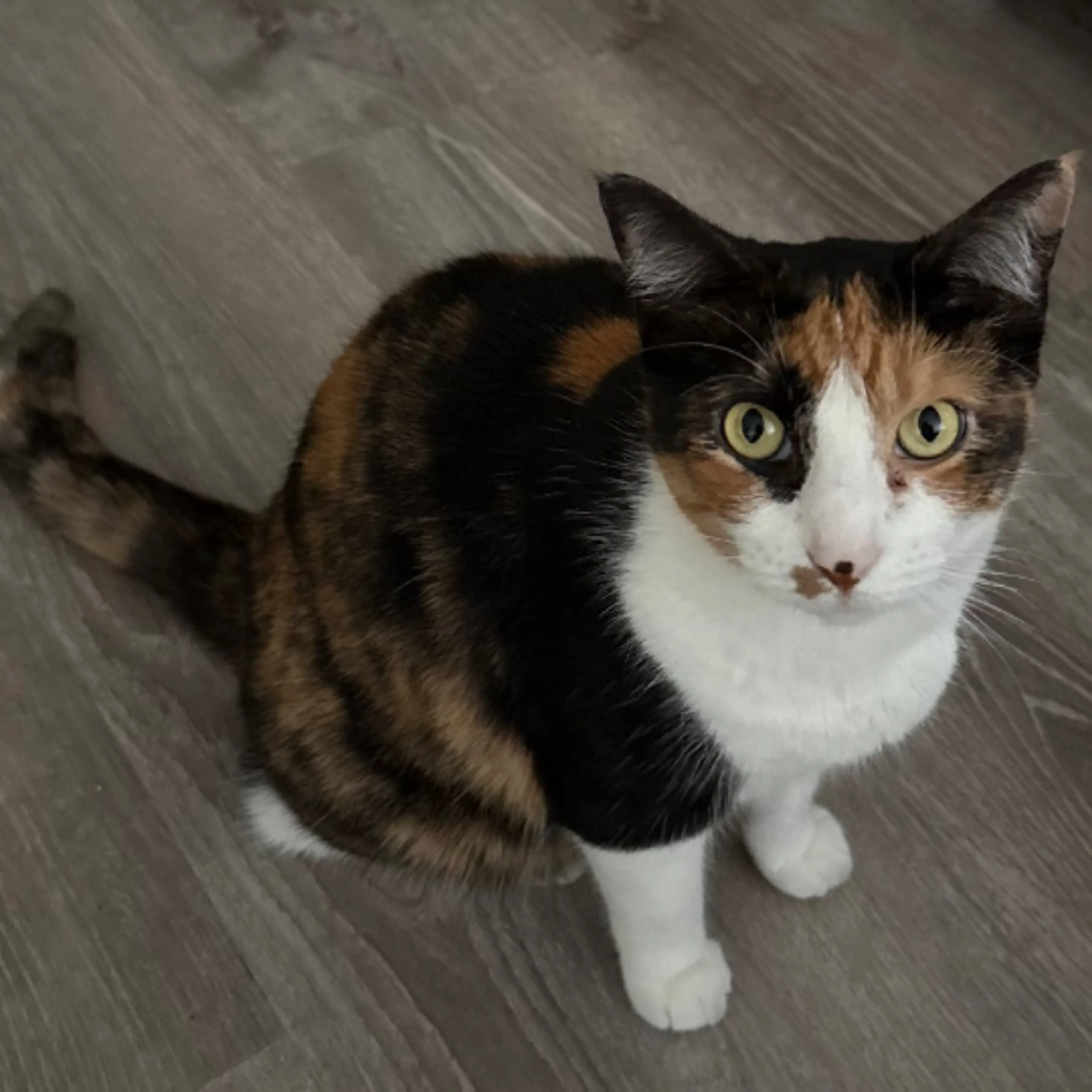 Lost pet-0