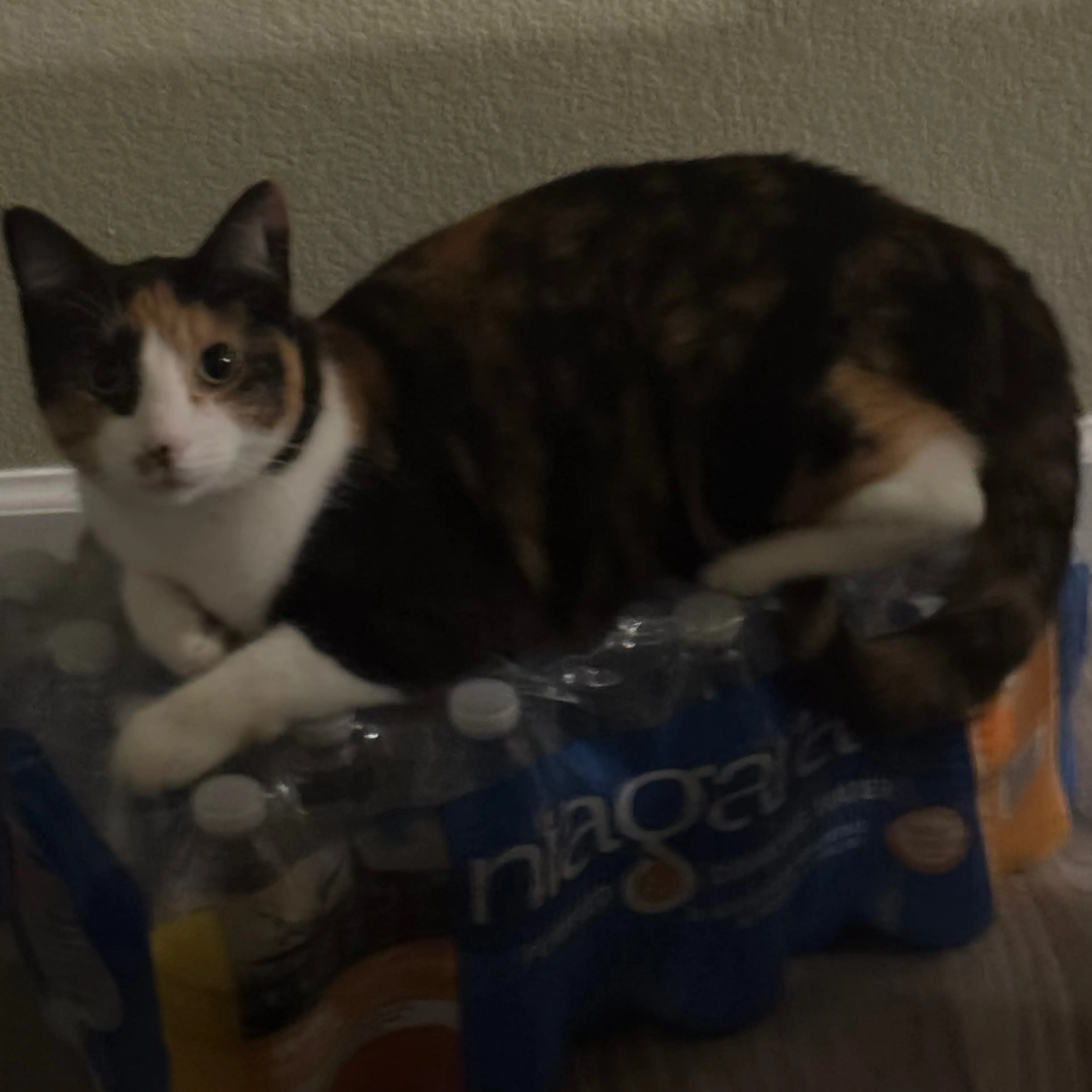 Lost pet-1