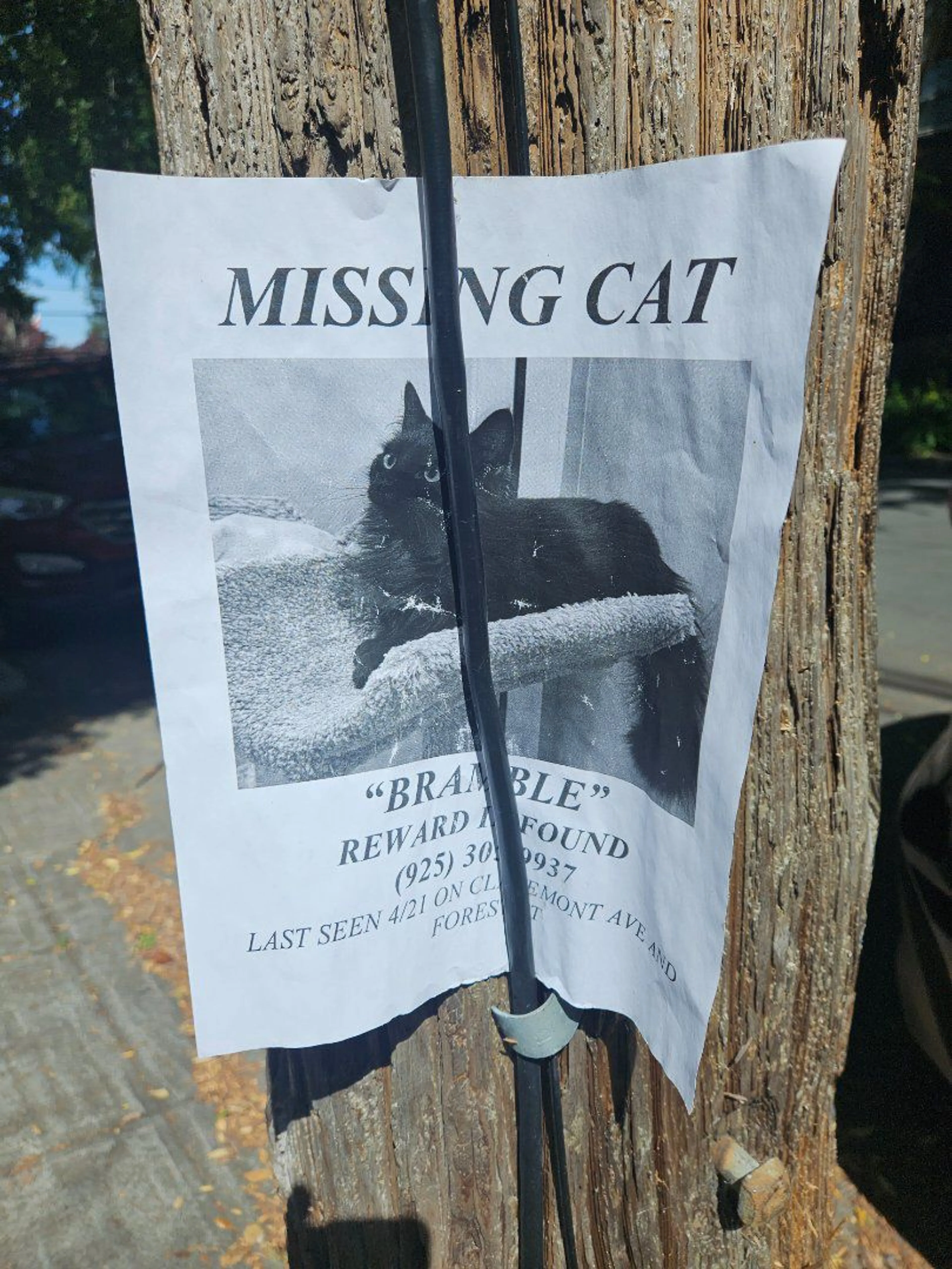 Lost pet-0