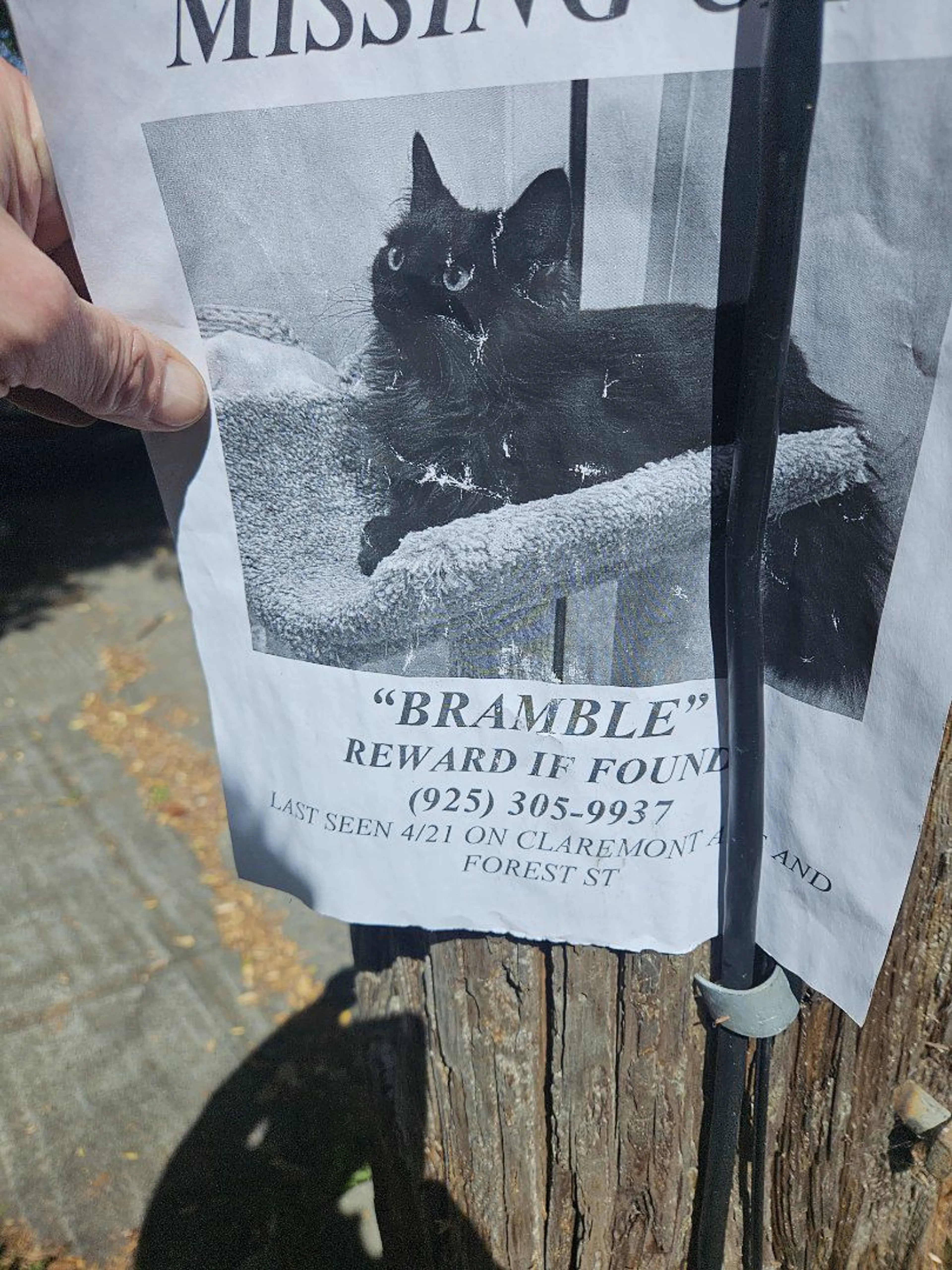 Lost pet-1