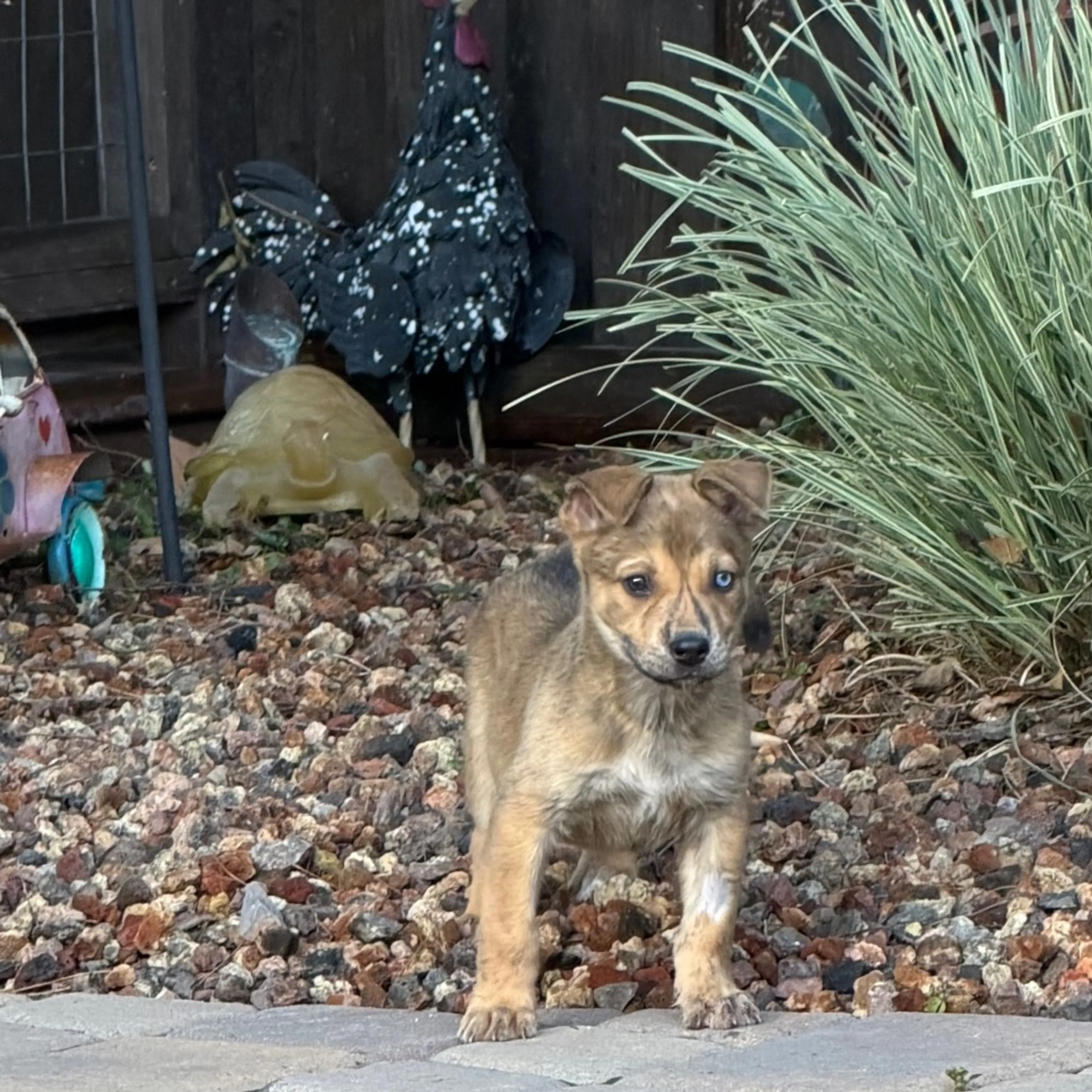 Found pet-5