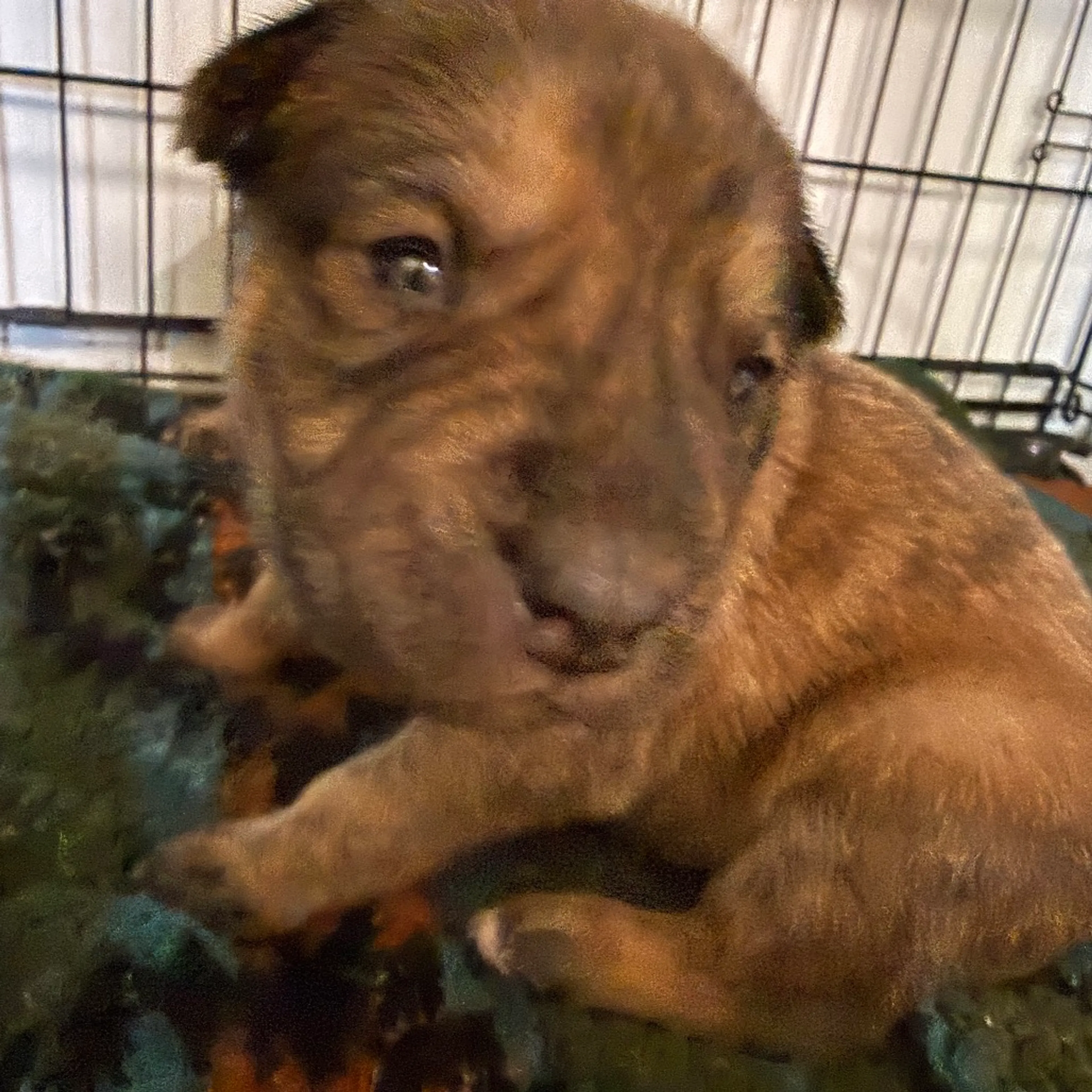 Found pet-2