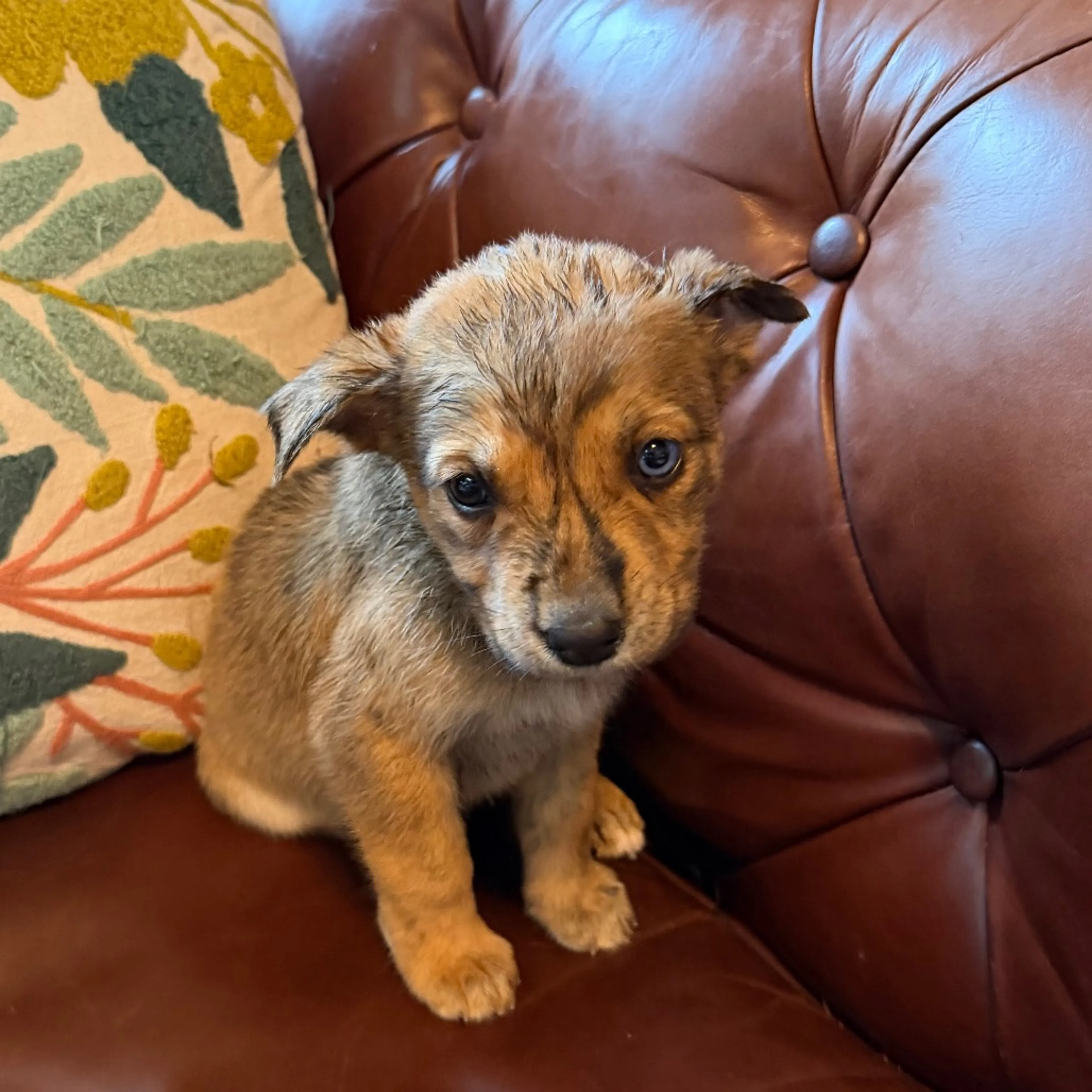 Found pet-4