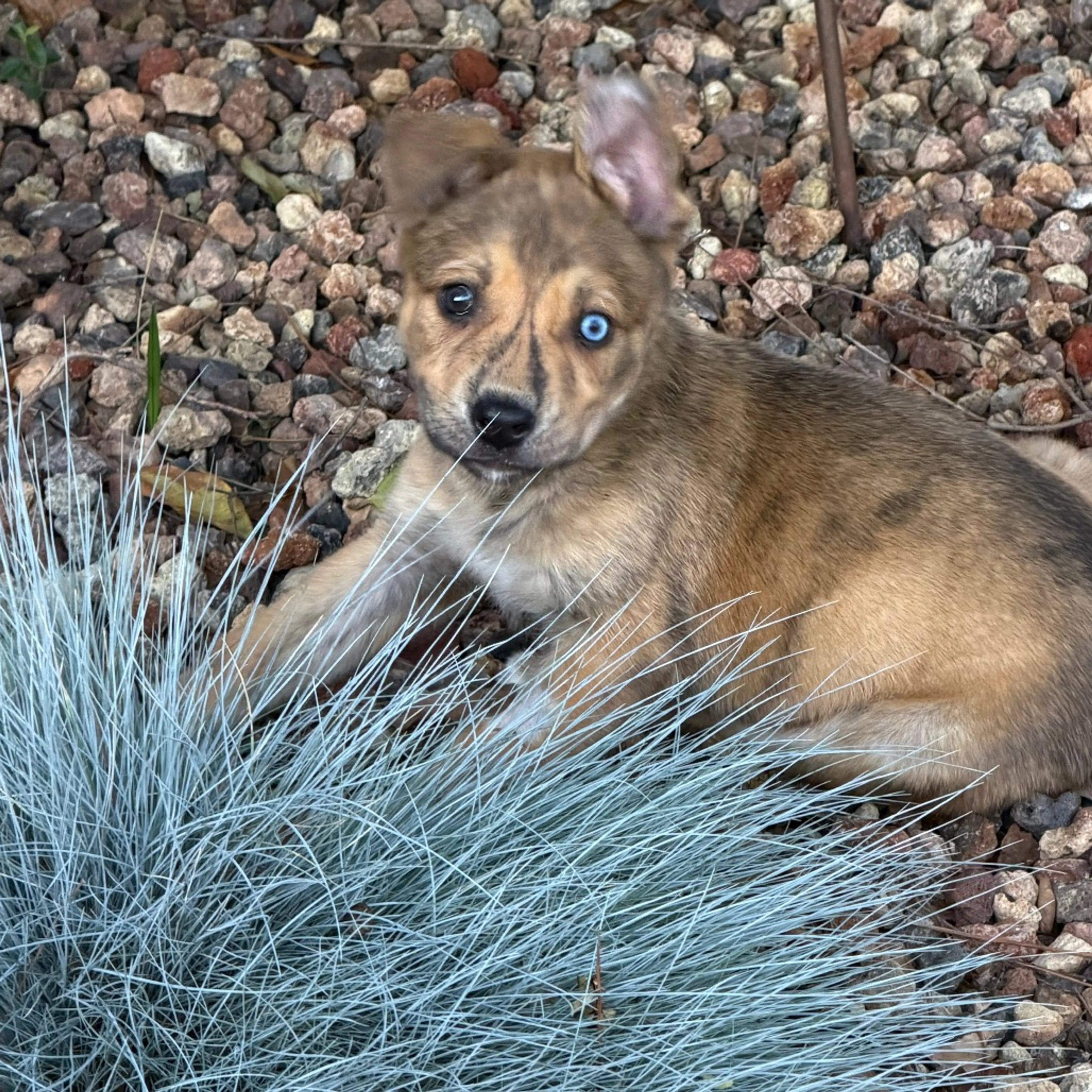Found pet-0