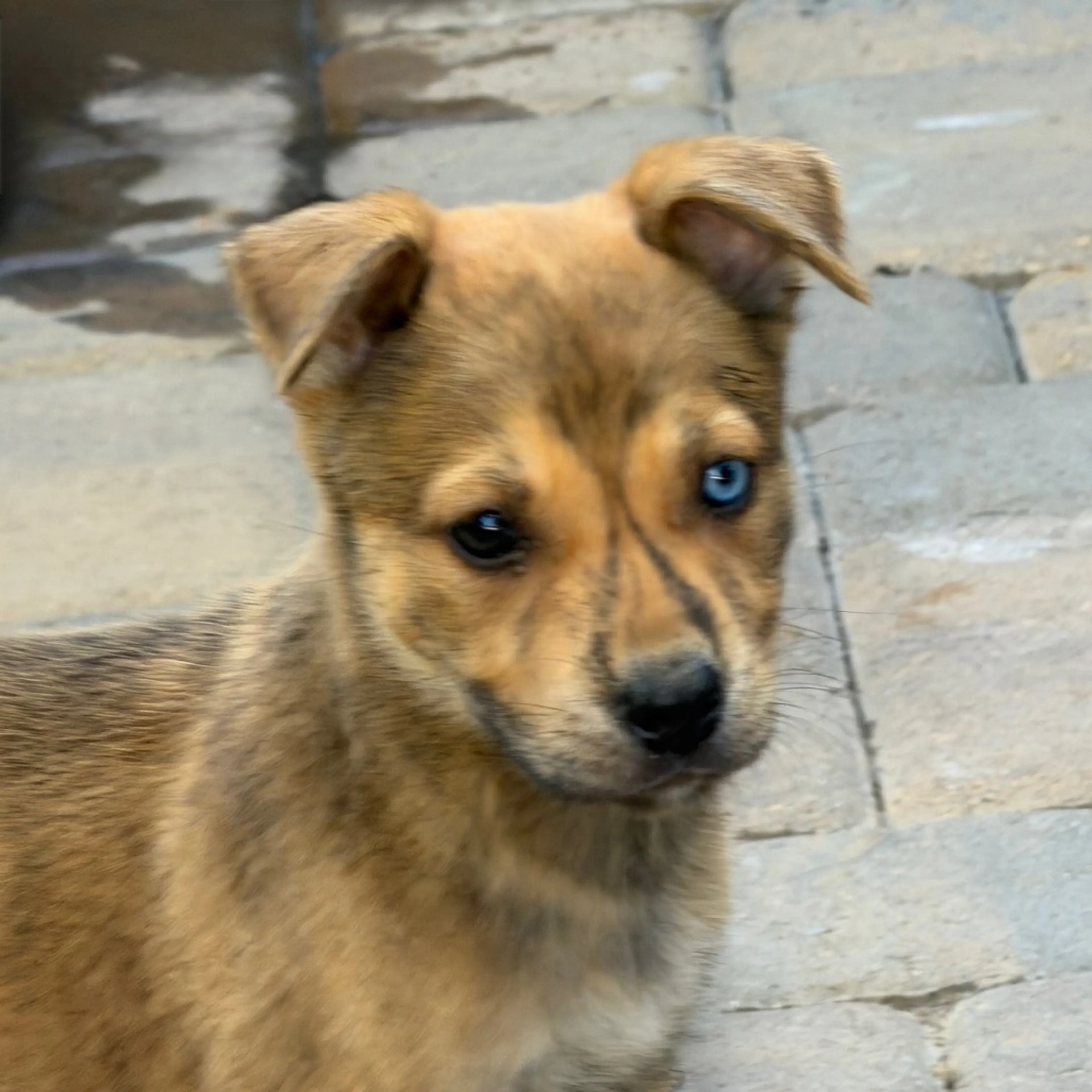 Found pet-6